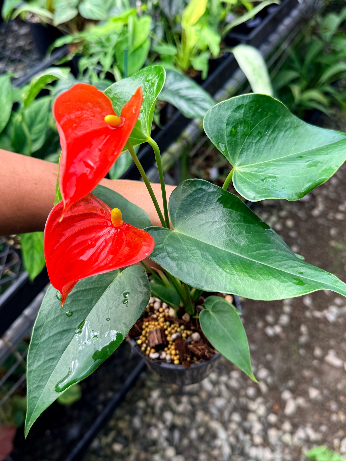 Anthurium 'Michigan' R27