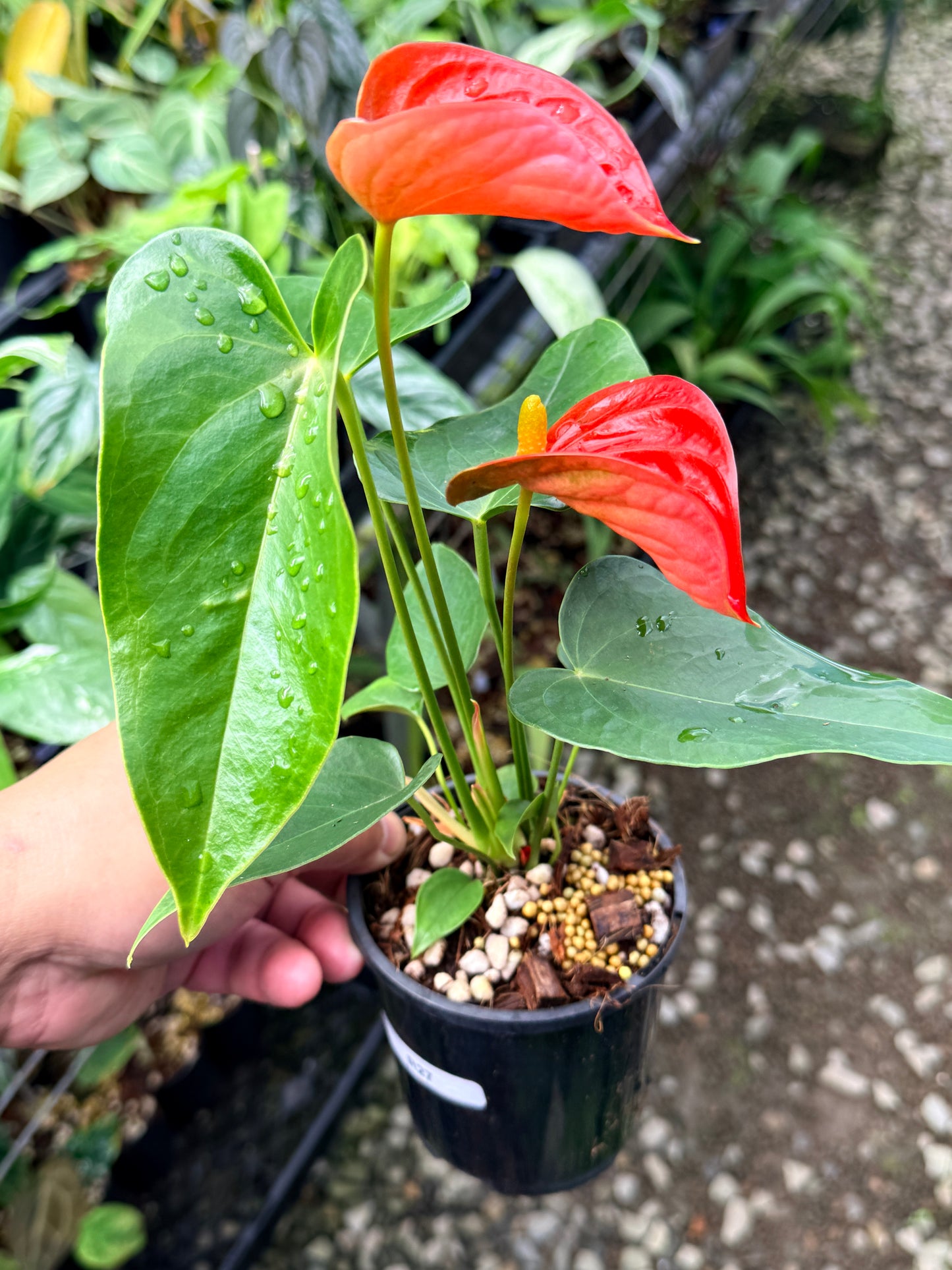 Anthurium 'Michigan' R27
