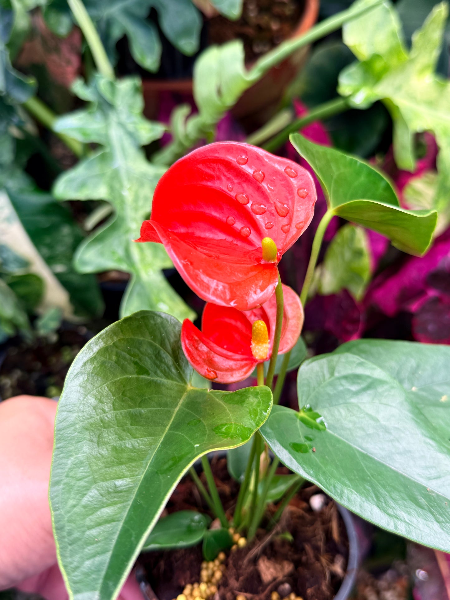Anthurium 'Michigan' R29