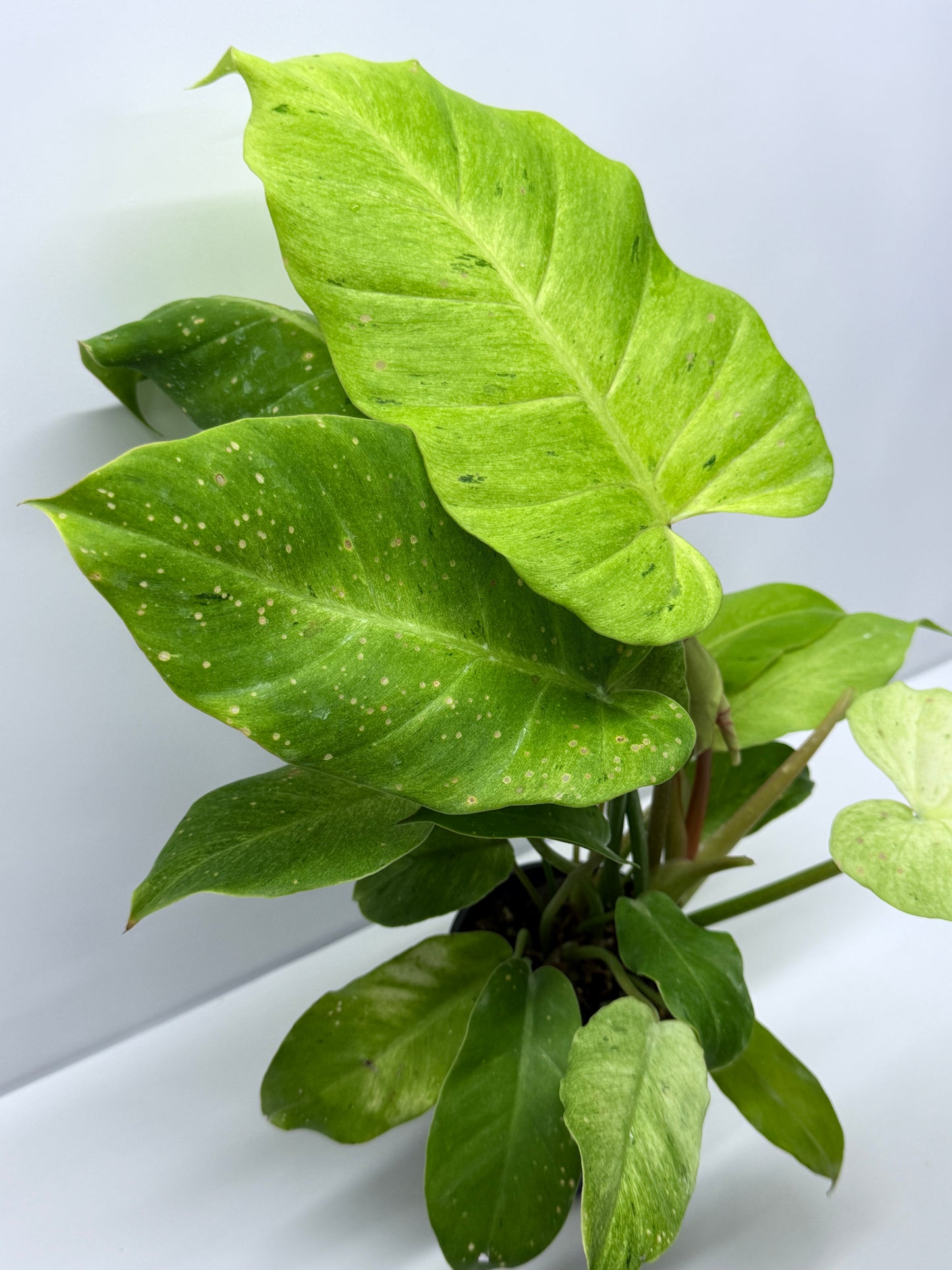 Philodendron Snow Drift Q72