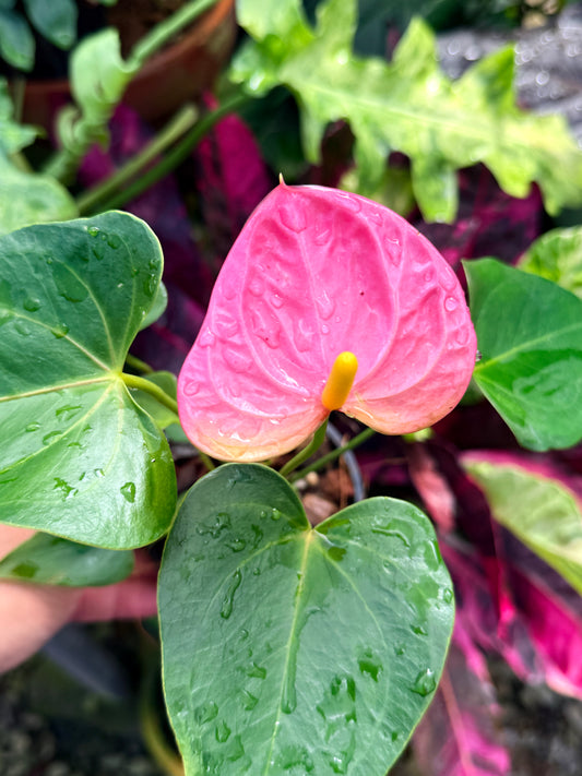 Anthurium 'Arisa Pink' R31