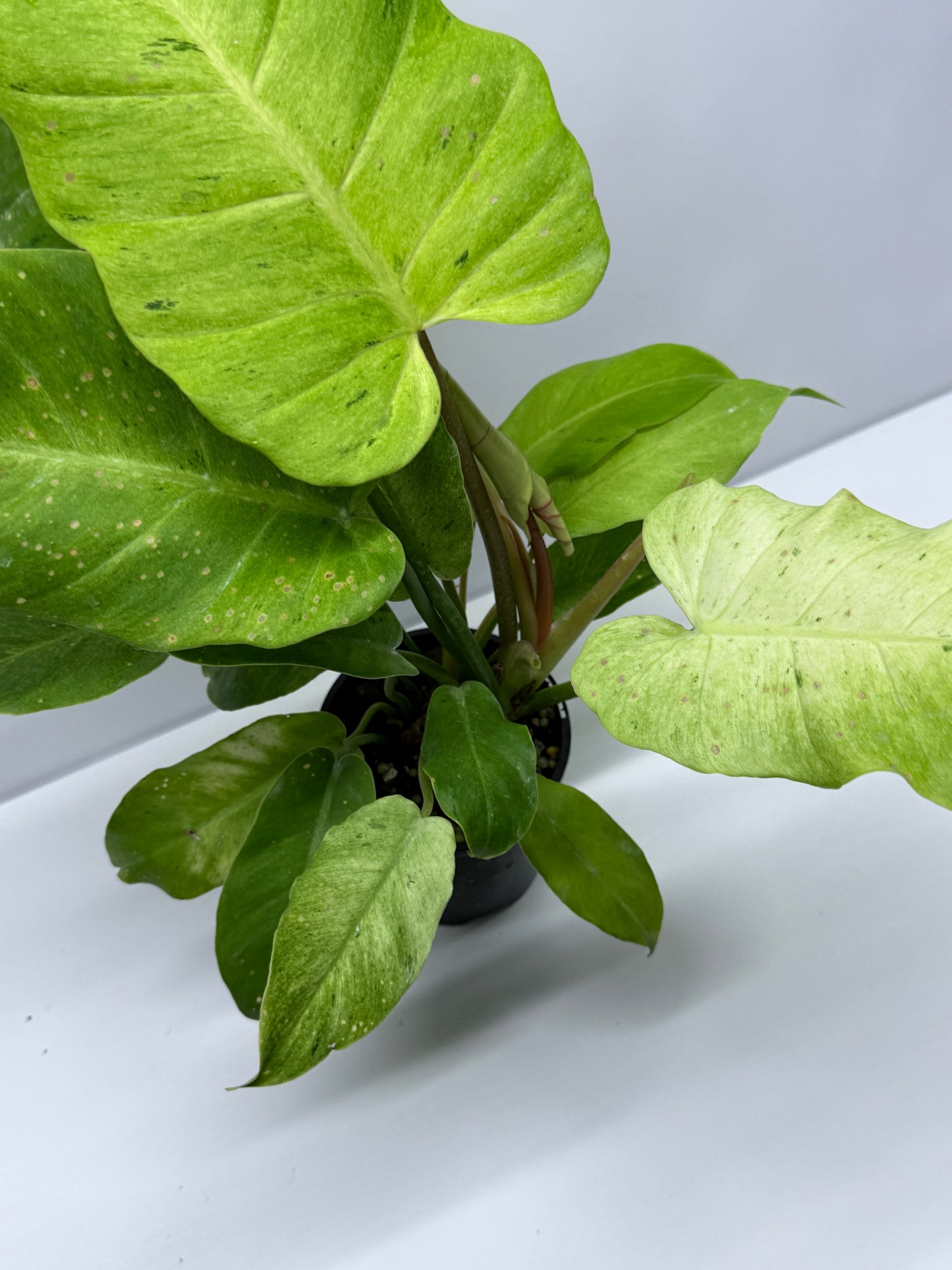 Philodendron Snow Drift Q72