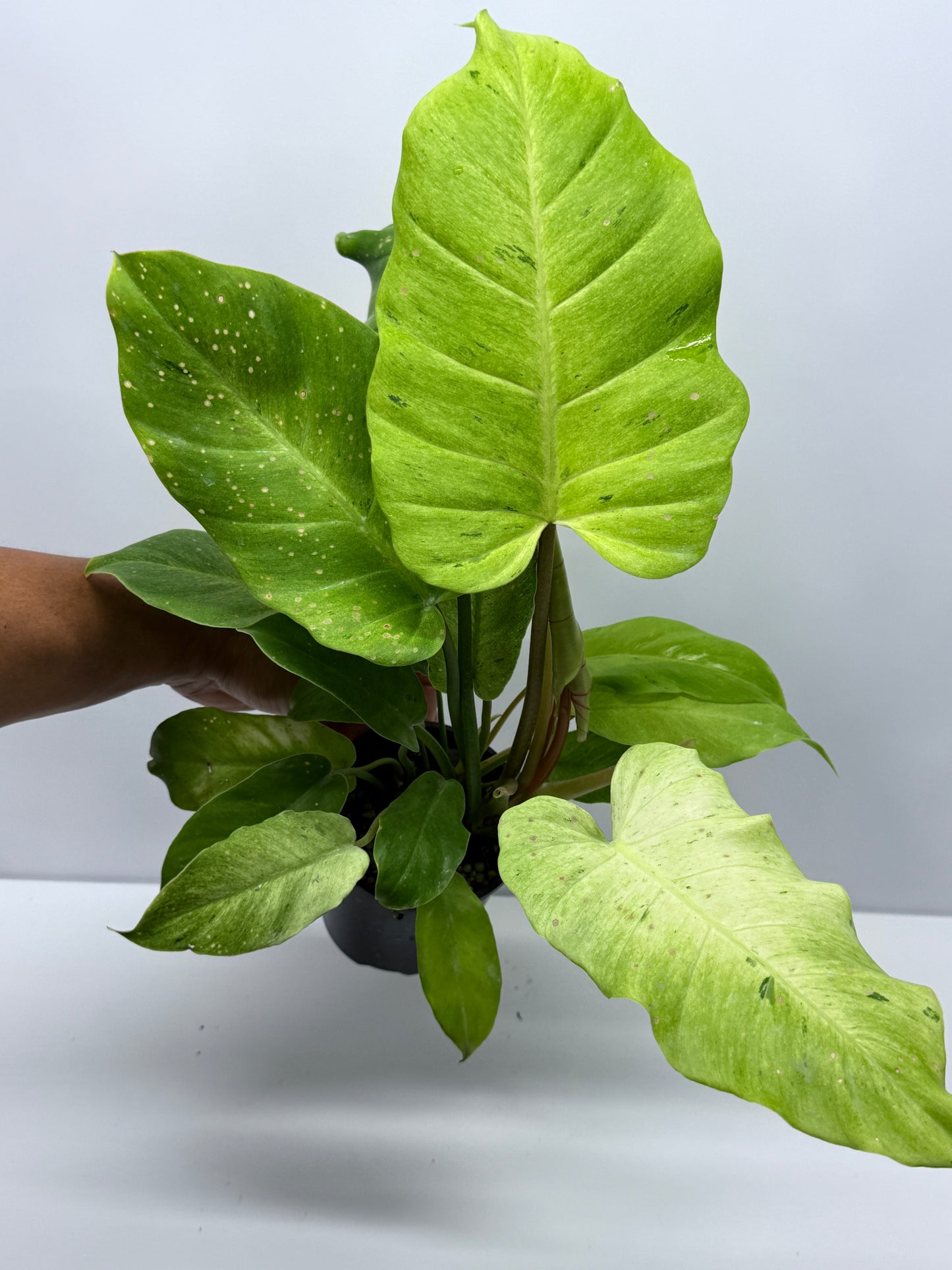 Philodendron Snow Drift Q72