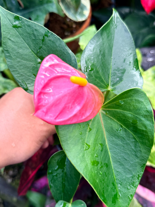 Anthurium 'Arisa Pink' R30