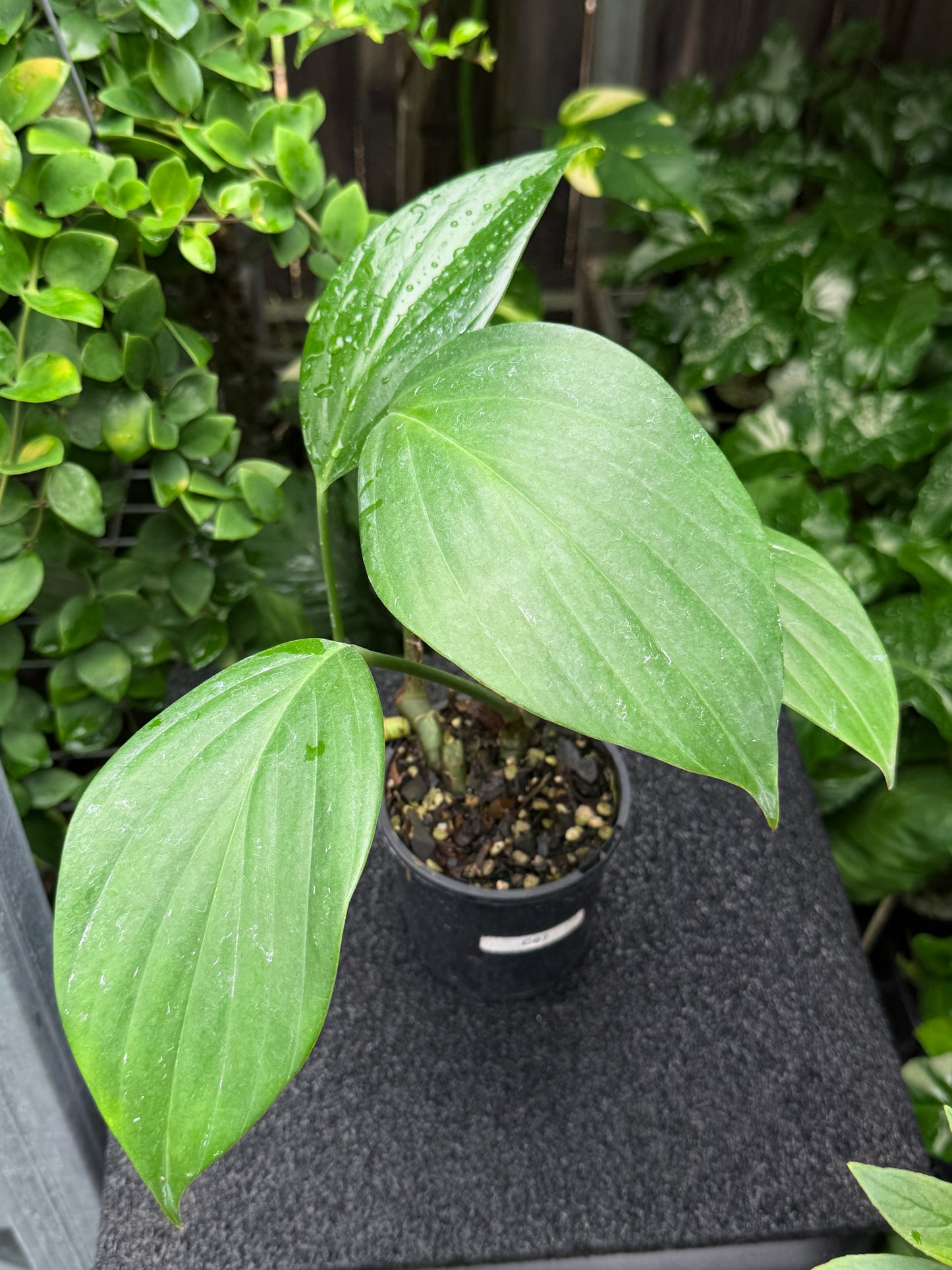 Rhaphidophora Decursiva 'Dragon Tail' C67