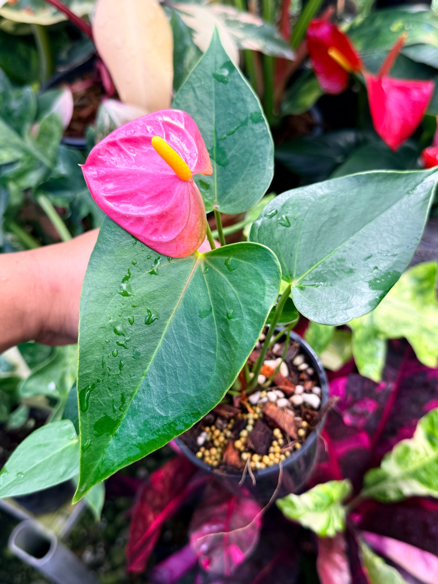 Anthurium 'Arisa Pink' R30