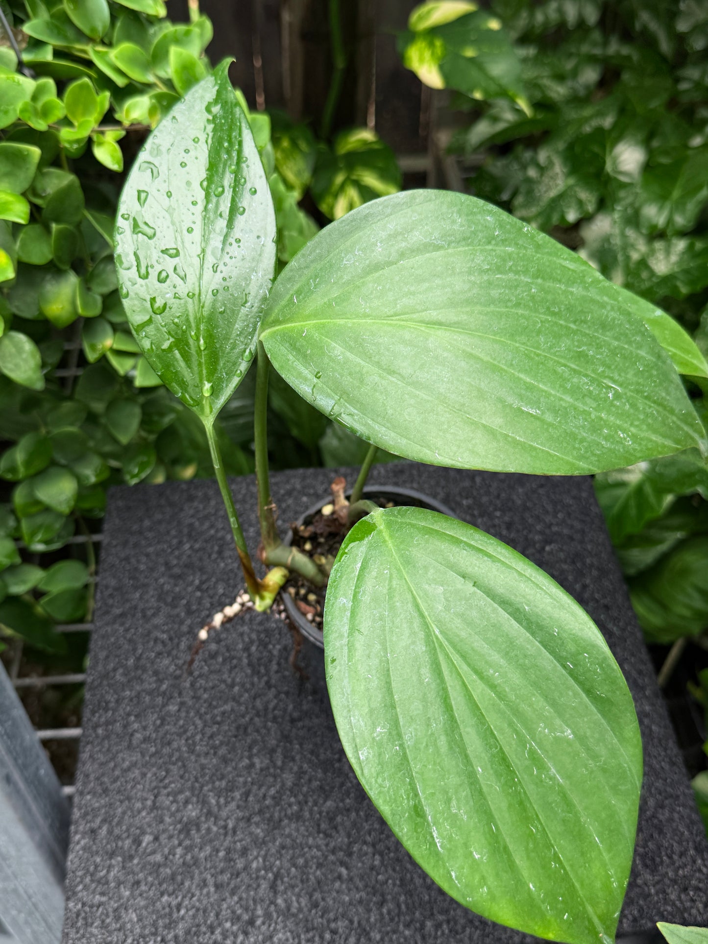 Rhaphidophora Decursiva 'Dragon Tail' C67