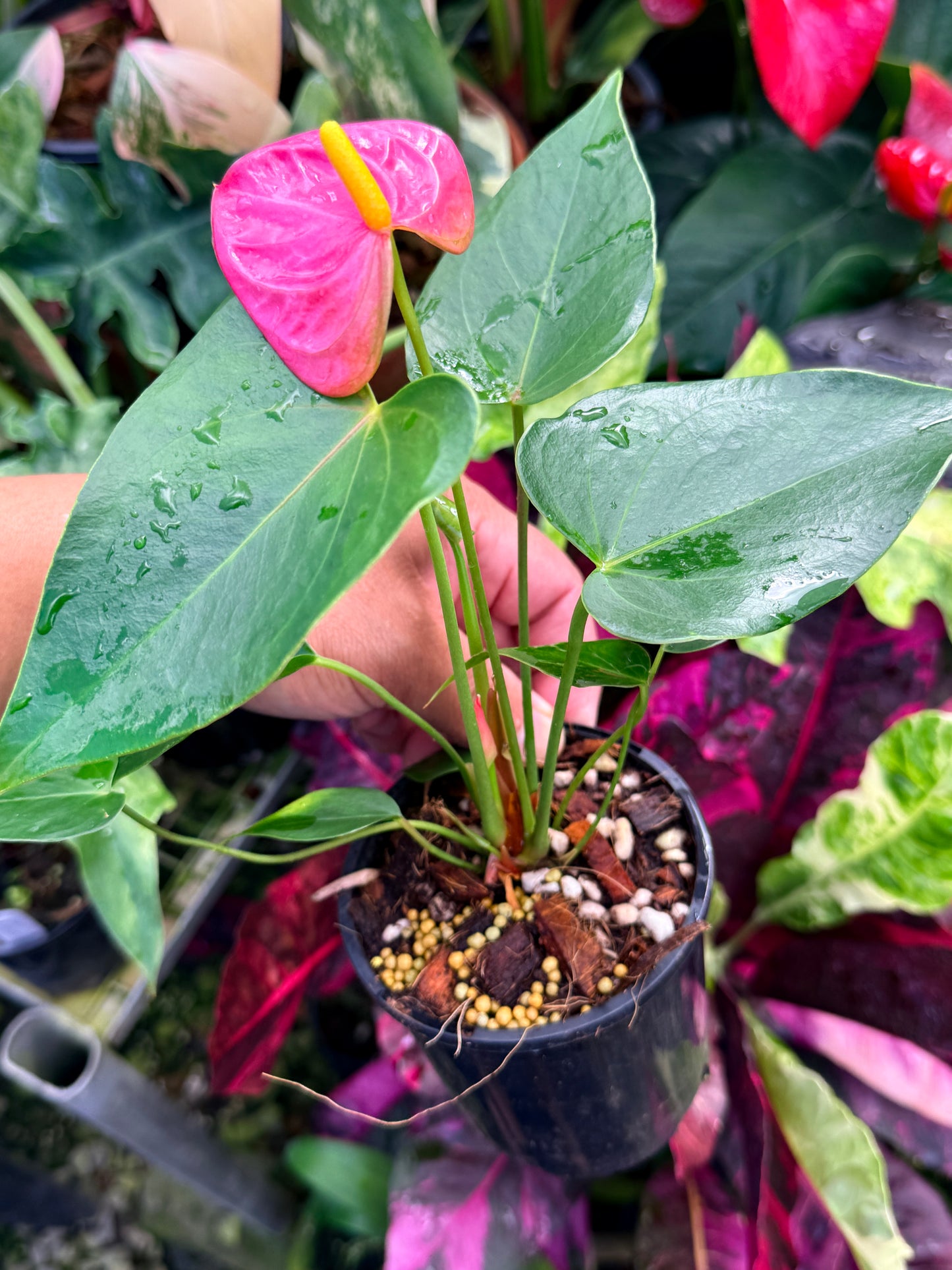 Anthurium 'Arisa Pink' R30
