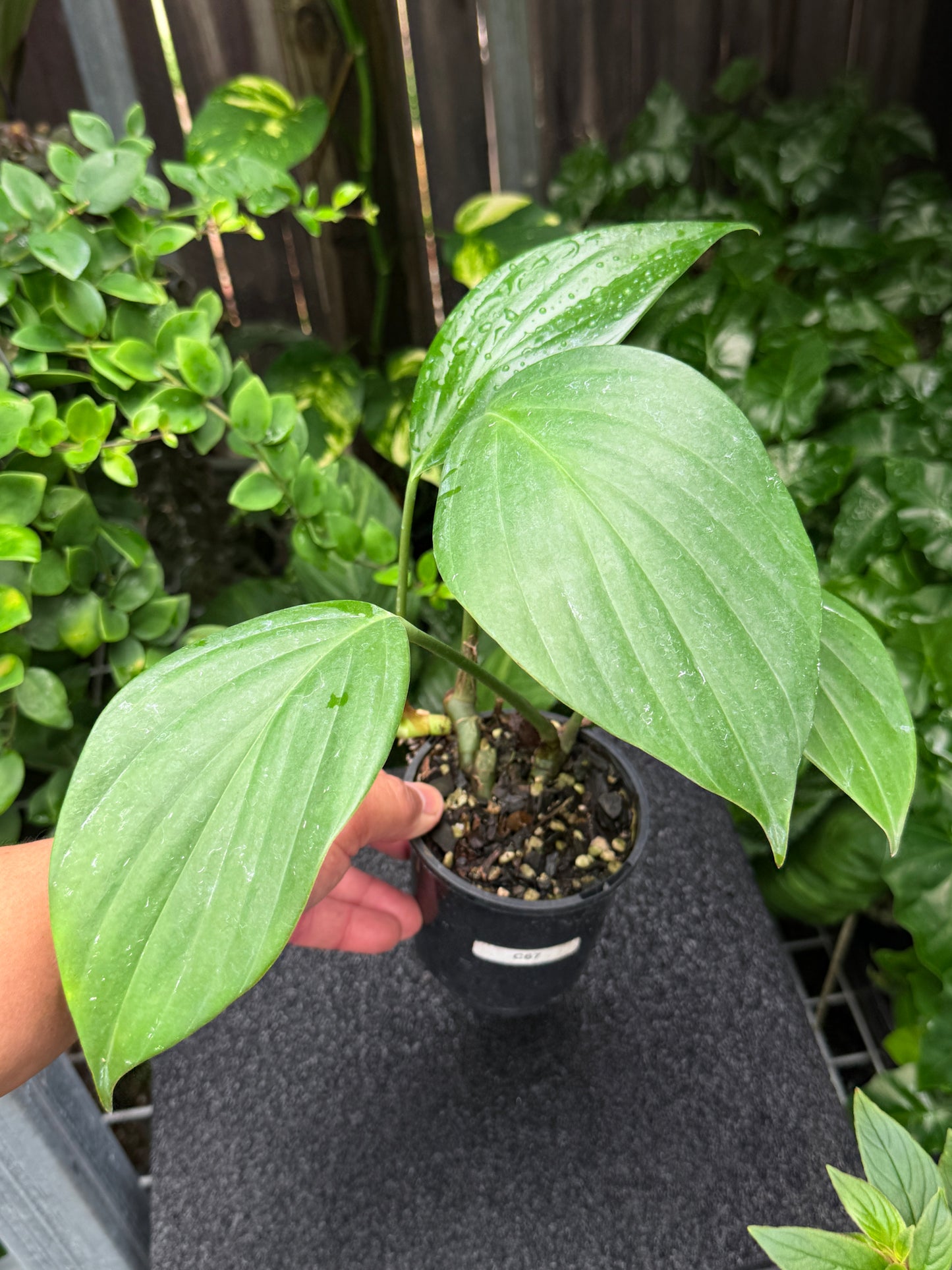 Rhaphidophora Decursiva 'Dragon Tail' C67
