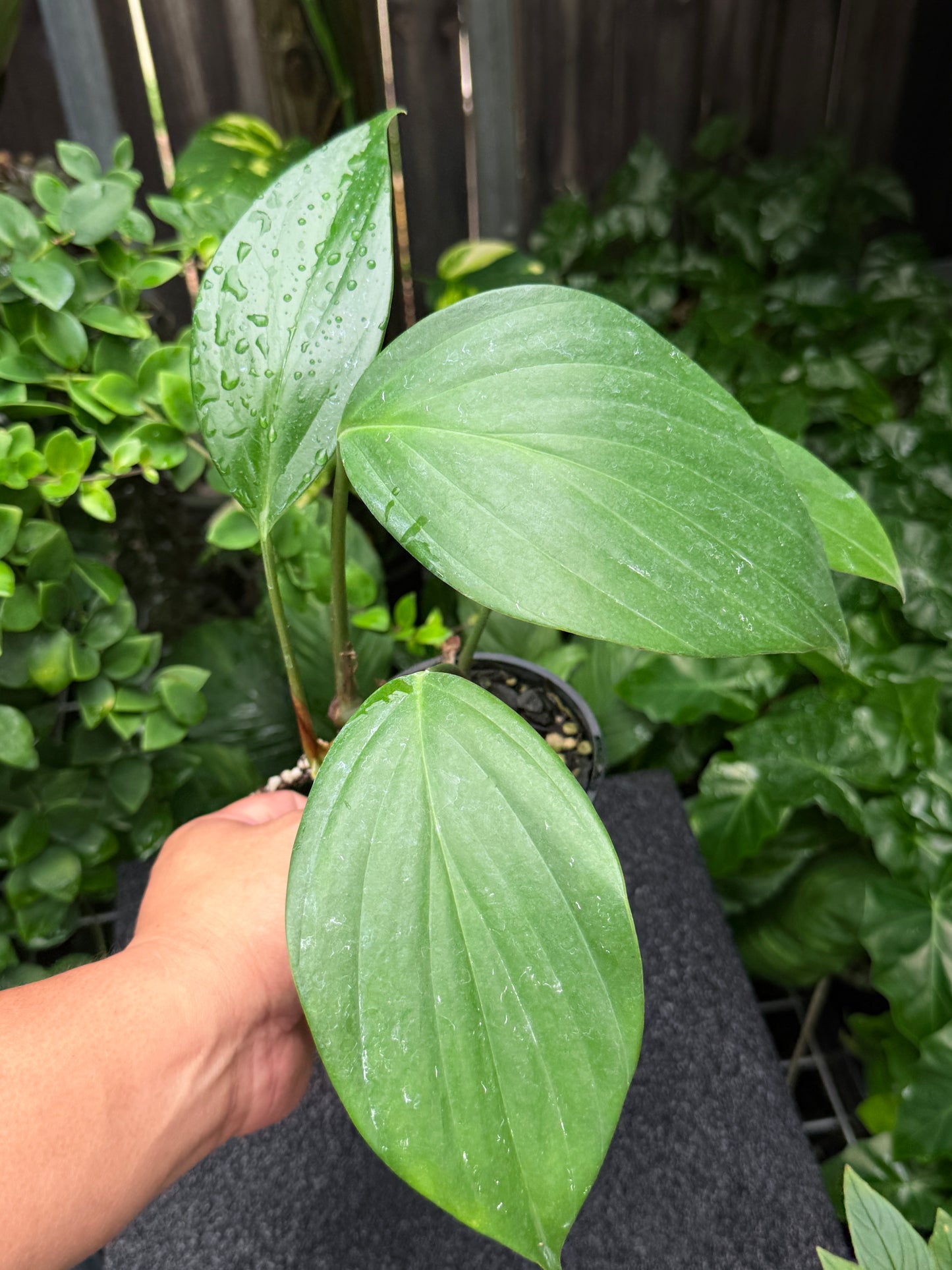 Rhaphidophora Decursiva 'Dragon Tail' C67