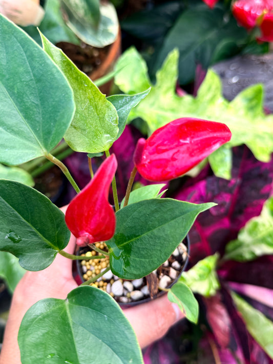 Anthurium 'Banderola Lava' R32