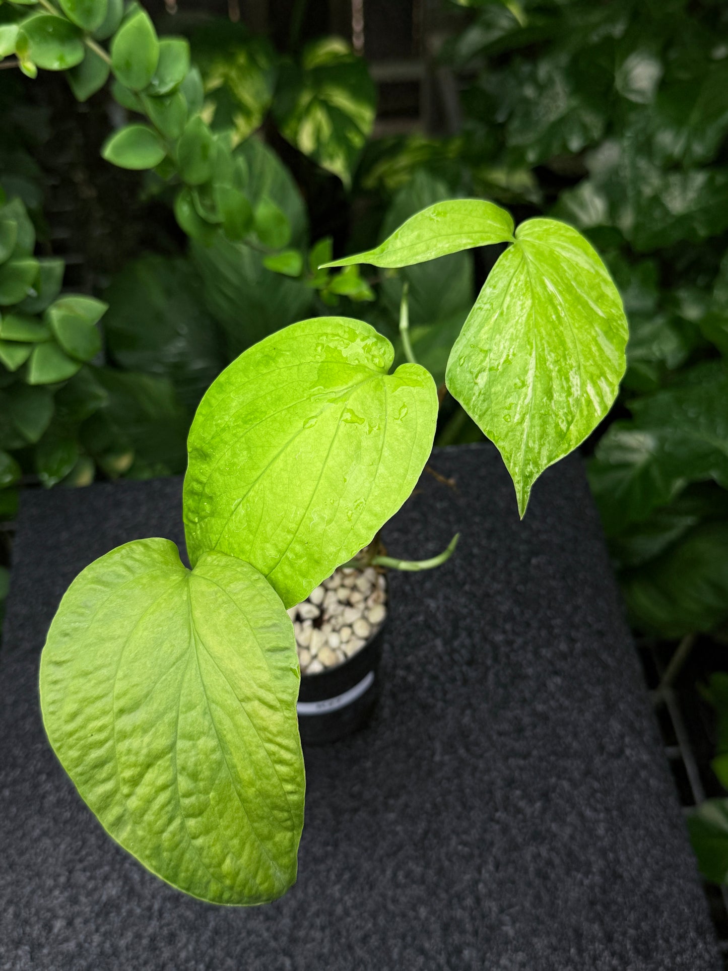 Amydrium 'Medium  Variegata' K27