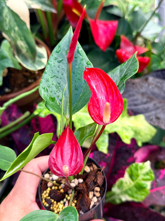Anthurium 'Banderola Lava' R34