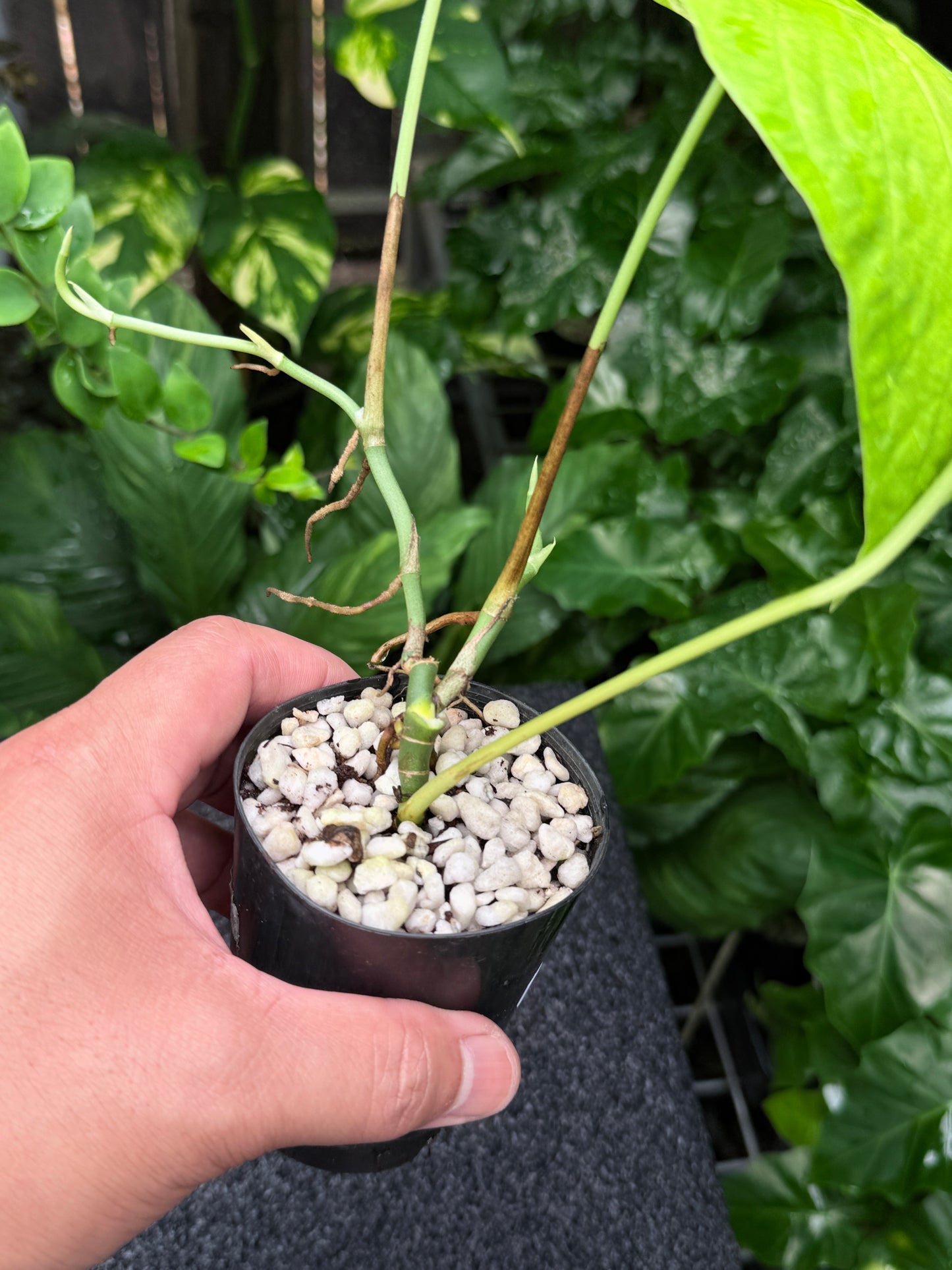Amydrium 'Medium  Variegata' K27