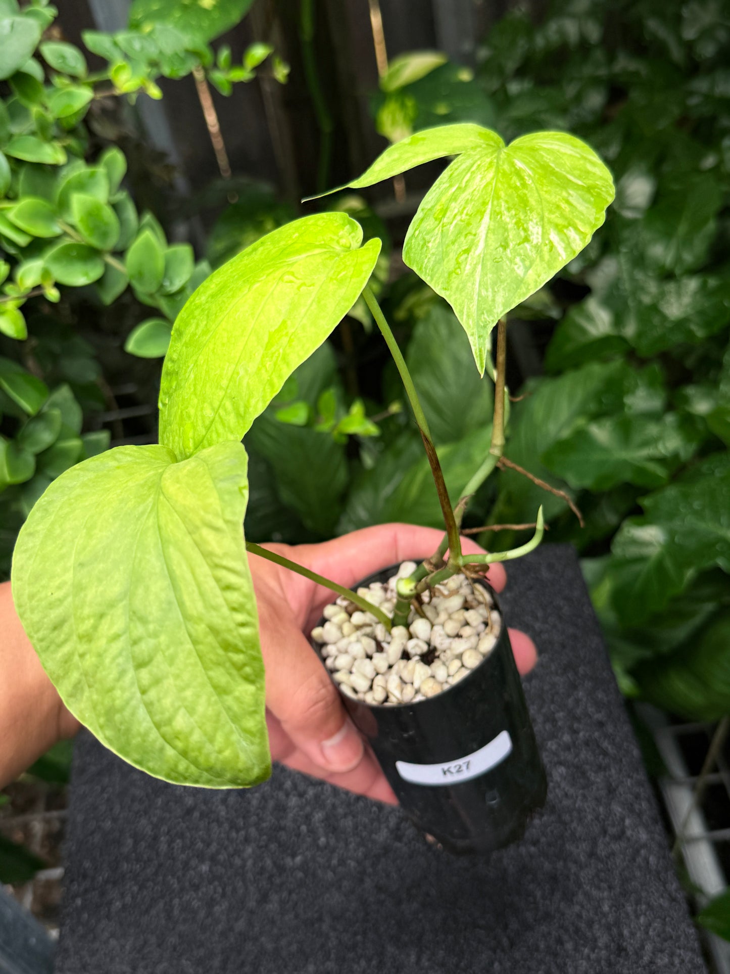Amydrium 'Medium  Variegata' K27