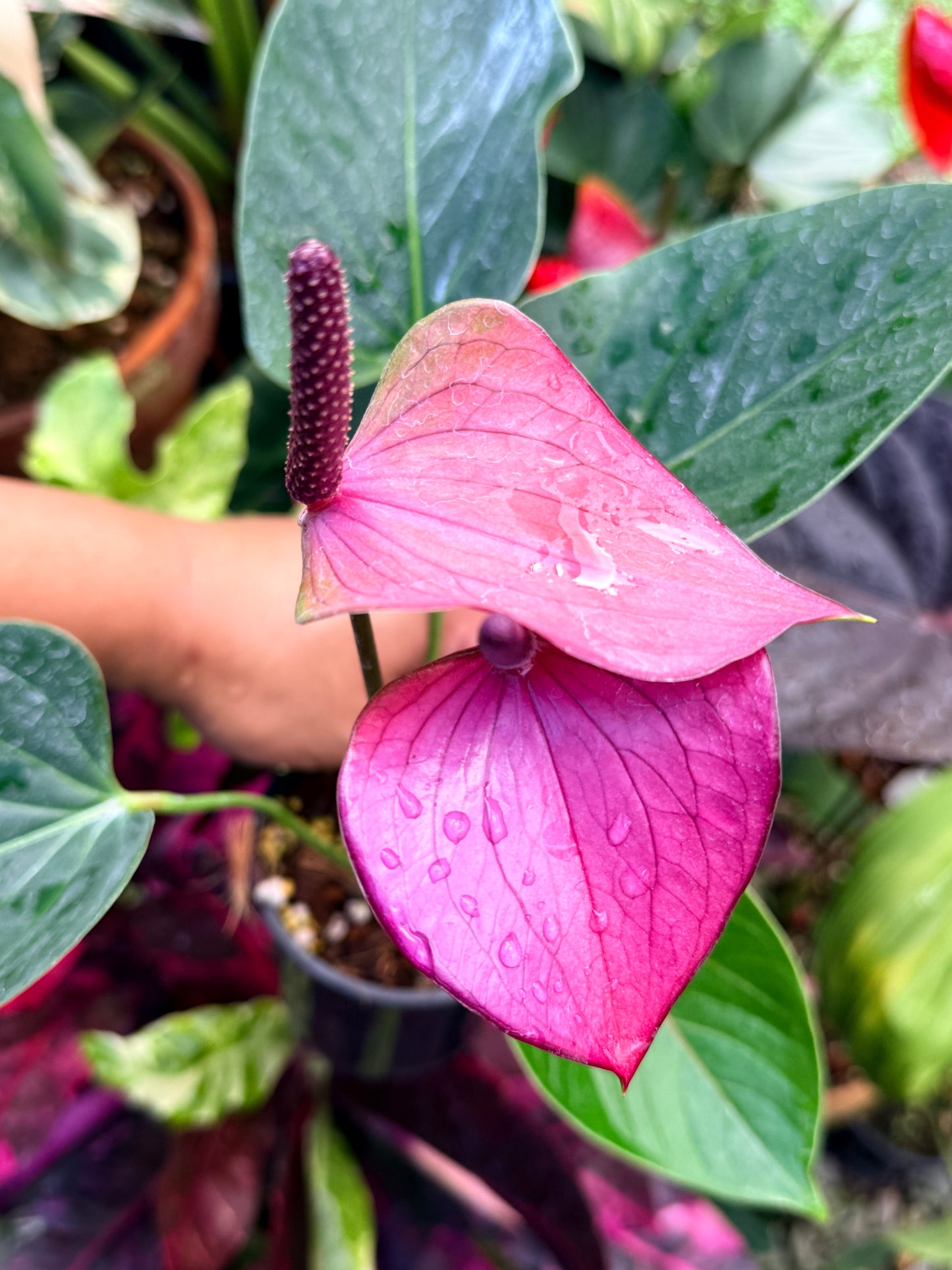 Anthurium 'Baby Purple' R35