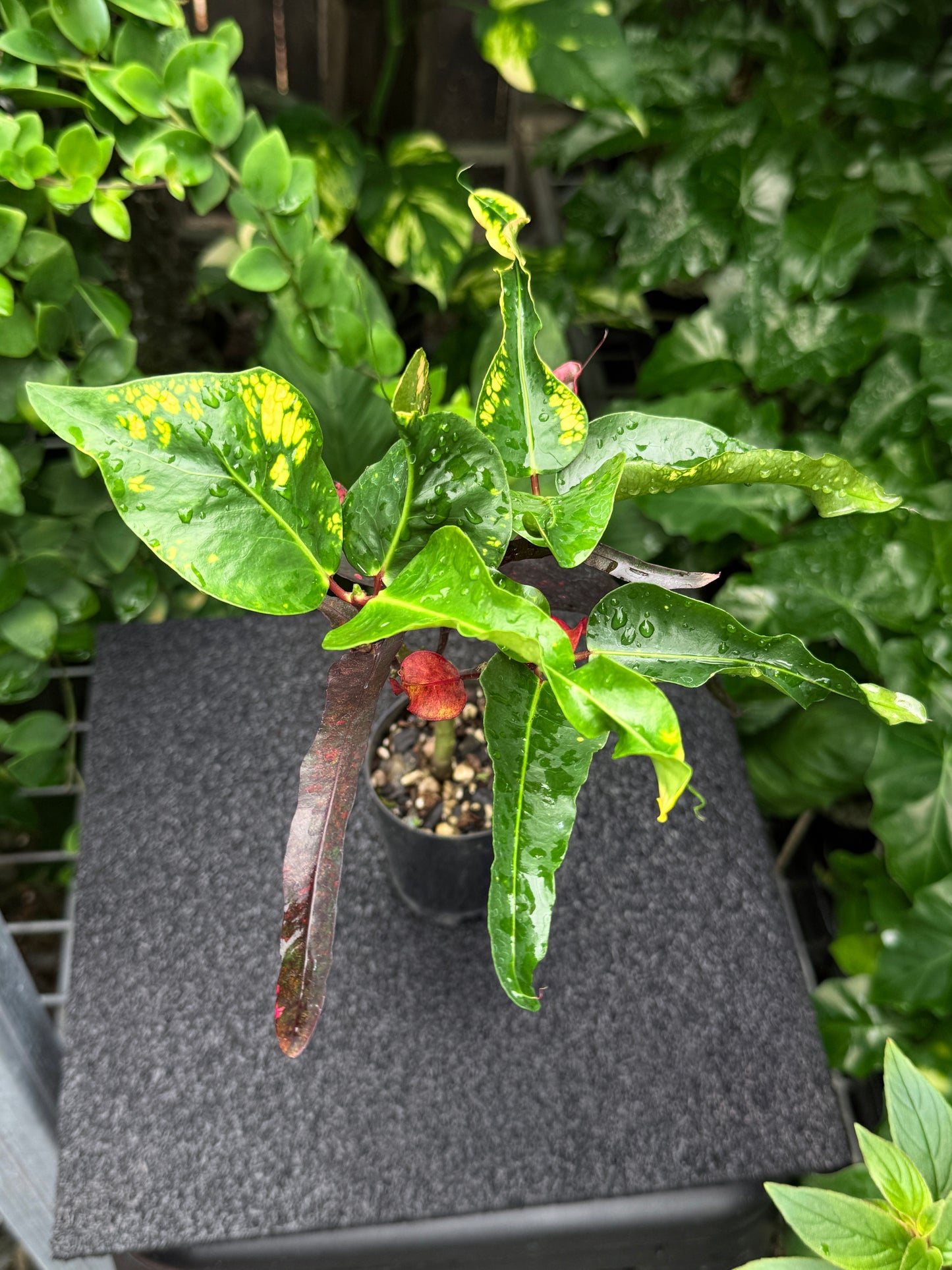 Croton 'Tutti Frutti' K14