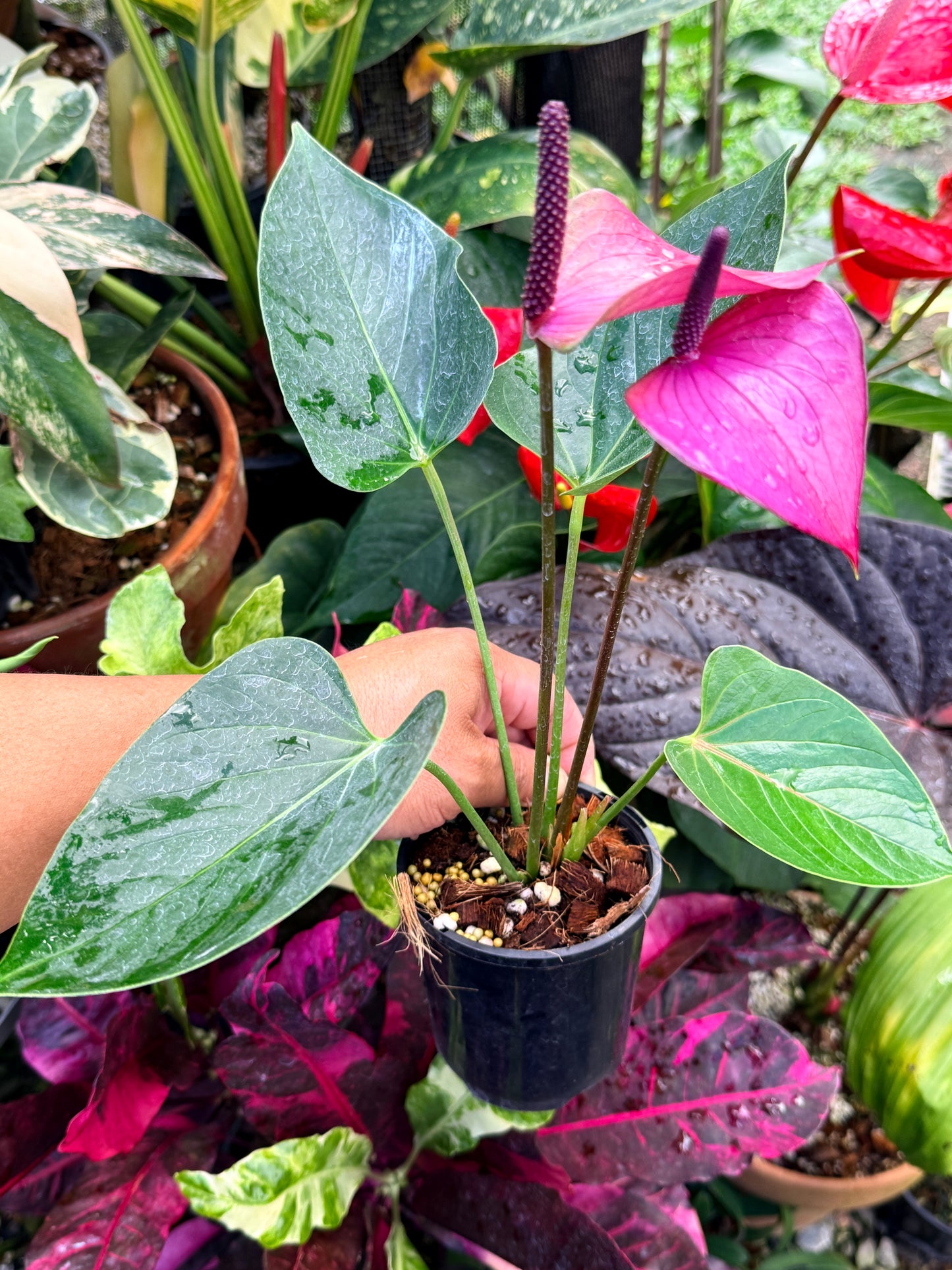 Anthurium 'Baby Purple' R35