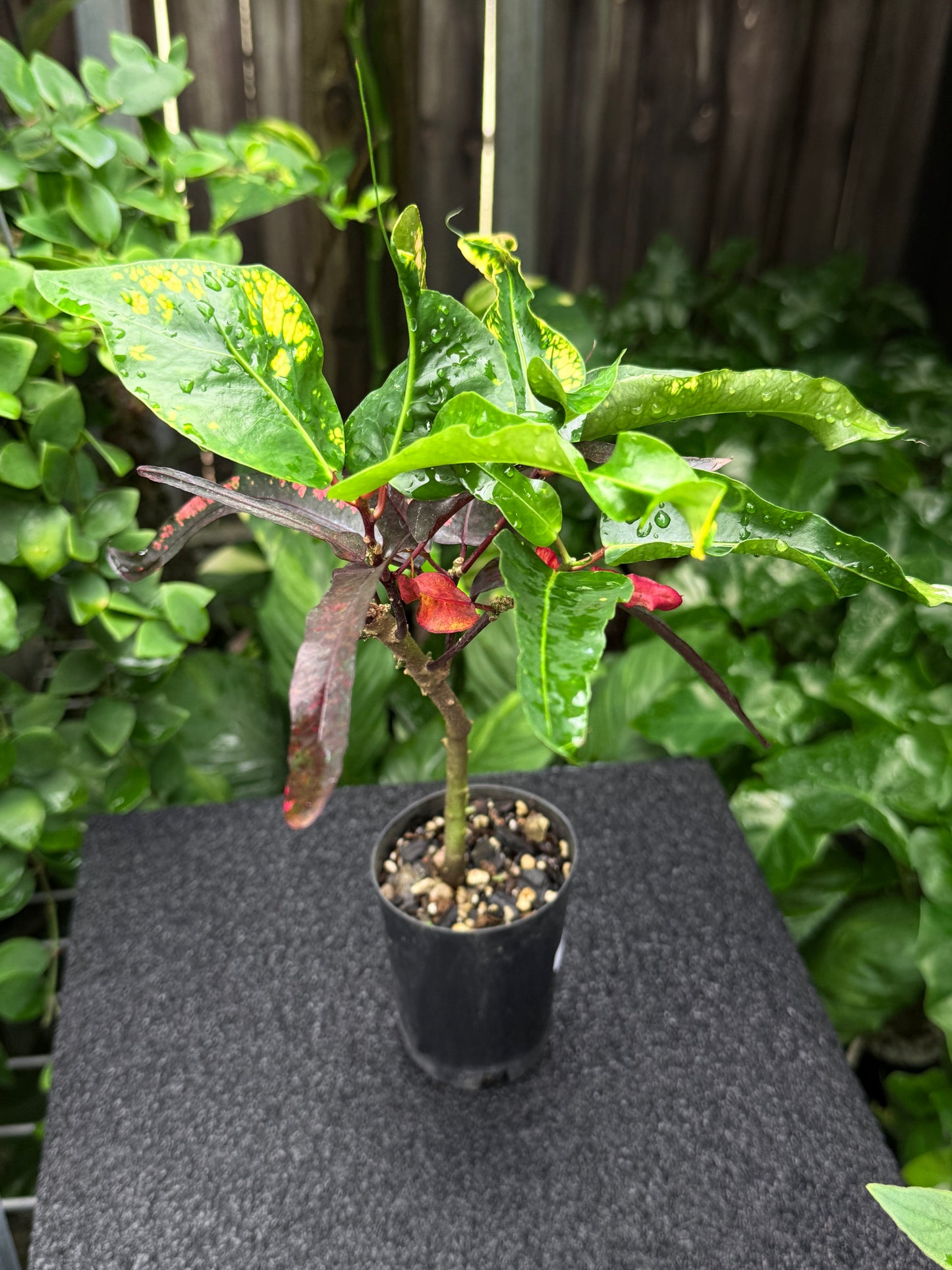 Croton 'Tutti Frutti' K14