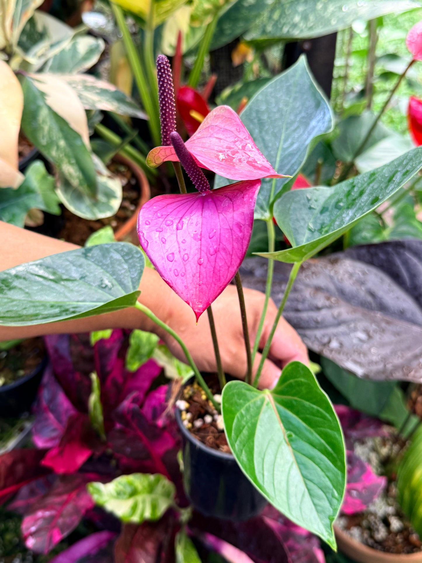Anthurium 'Baby Purple' R35