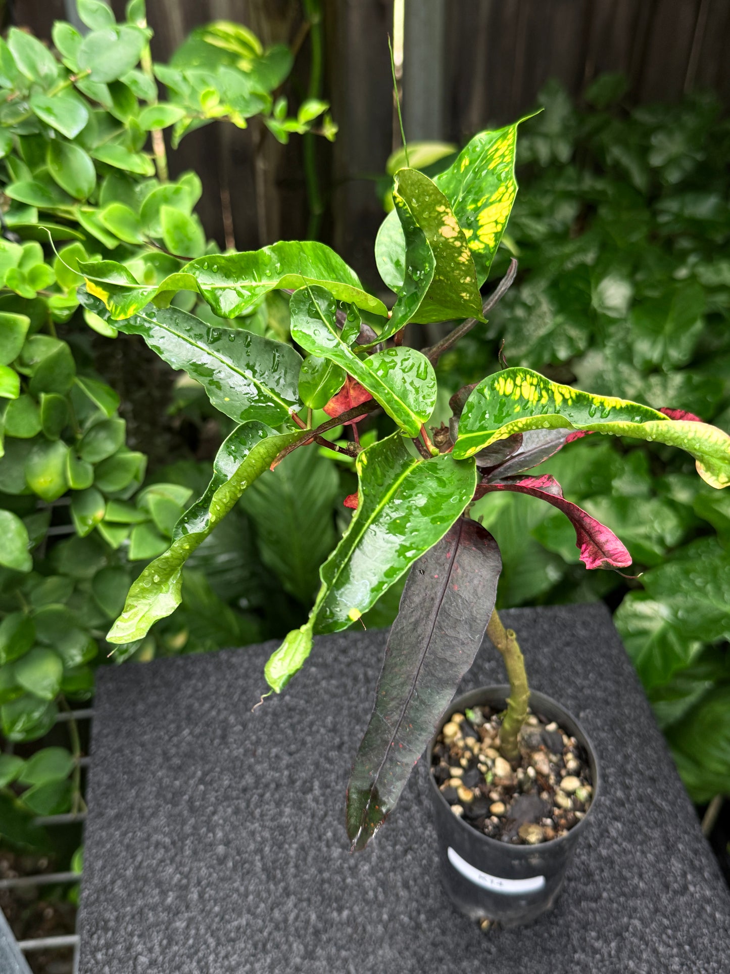 Croton 'Tutti Frutti' K14