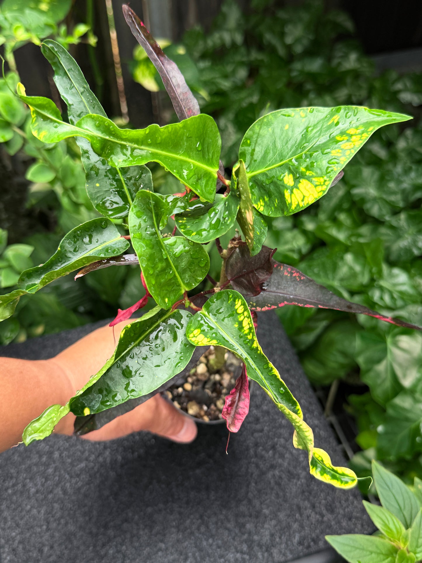 Croton 'Tutti Frutti' K14