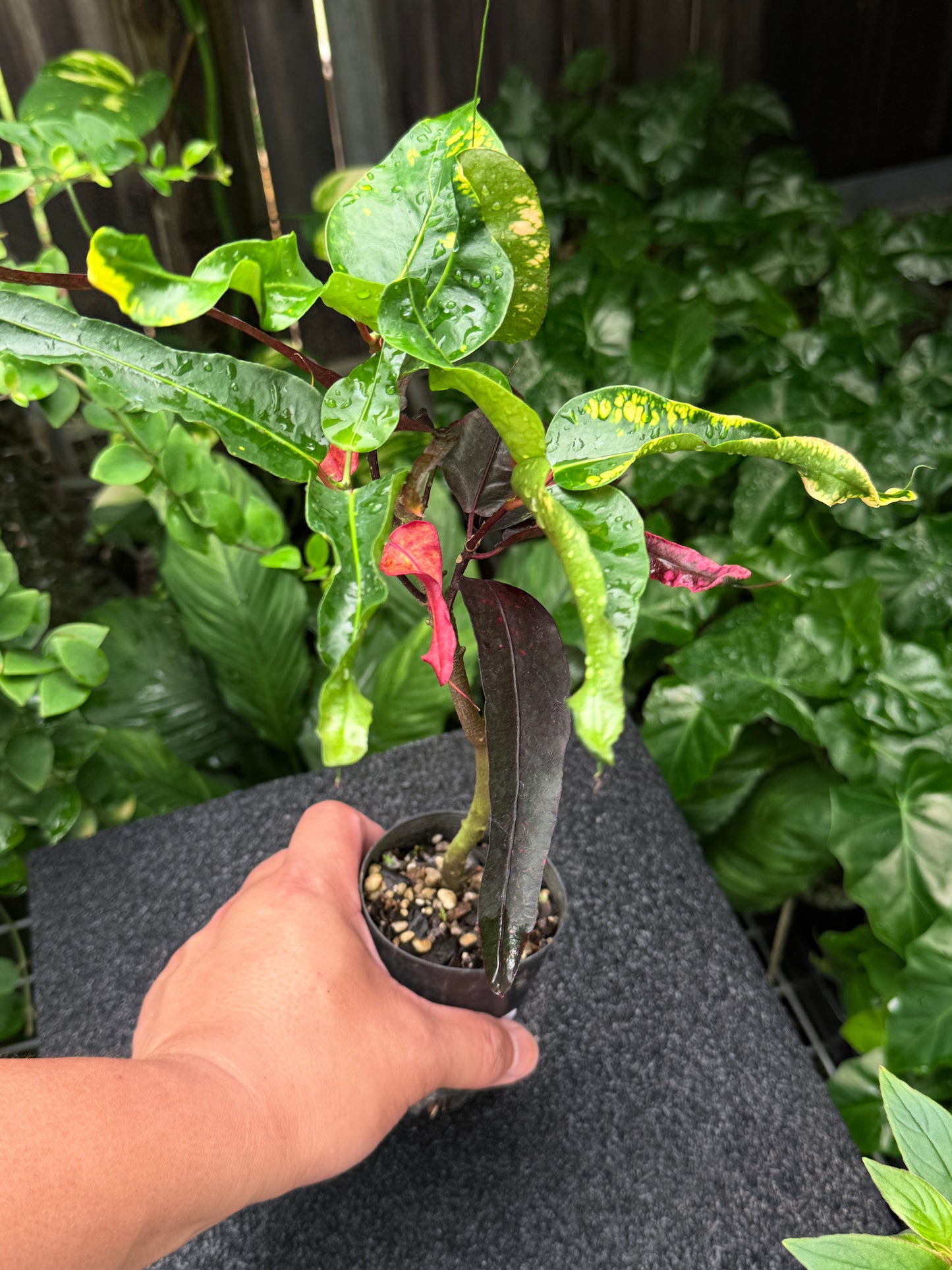 Croton 'Tutti Frutti' K14