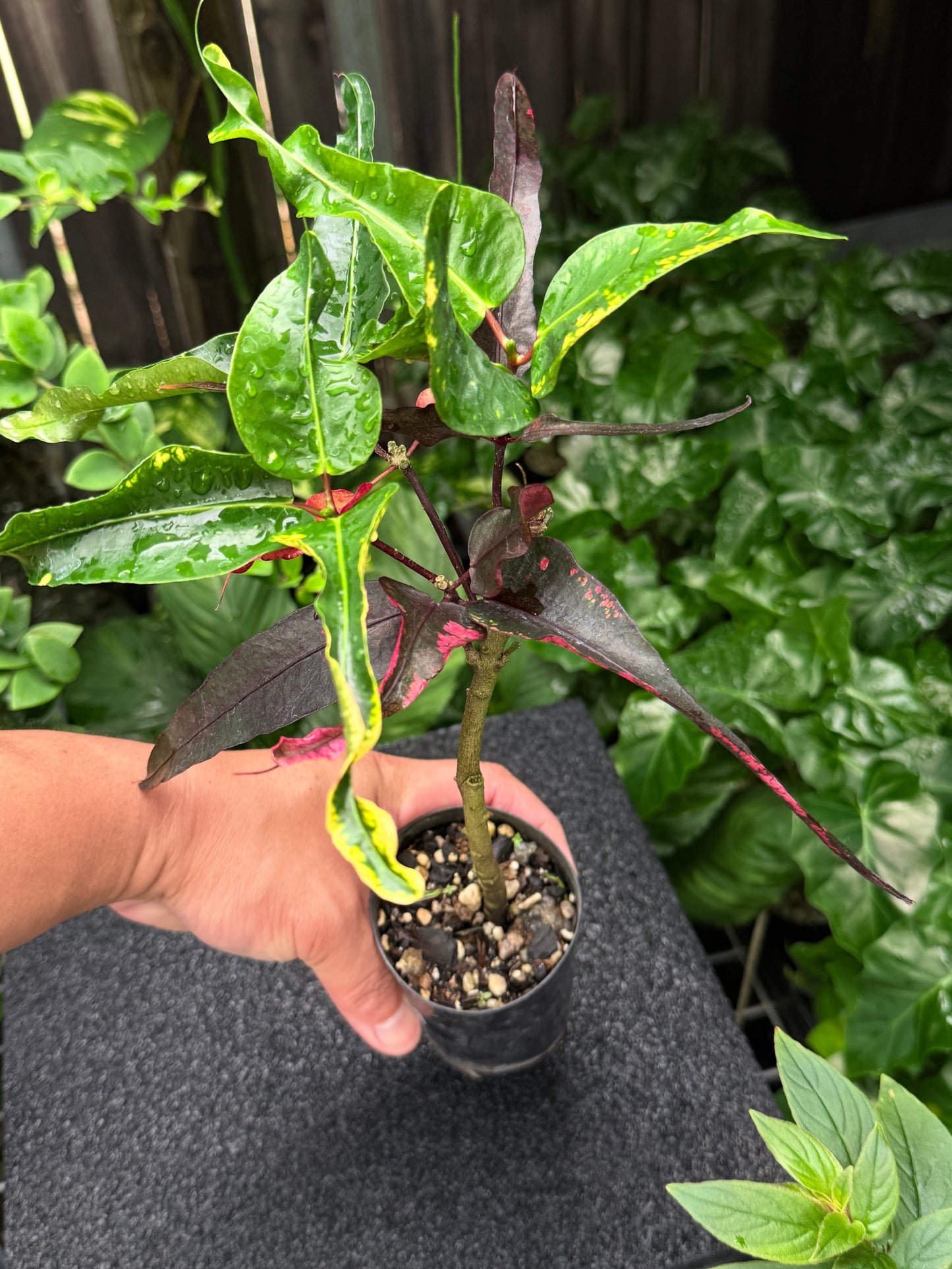 Croton 'Tutti Frutti' K14
