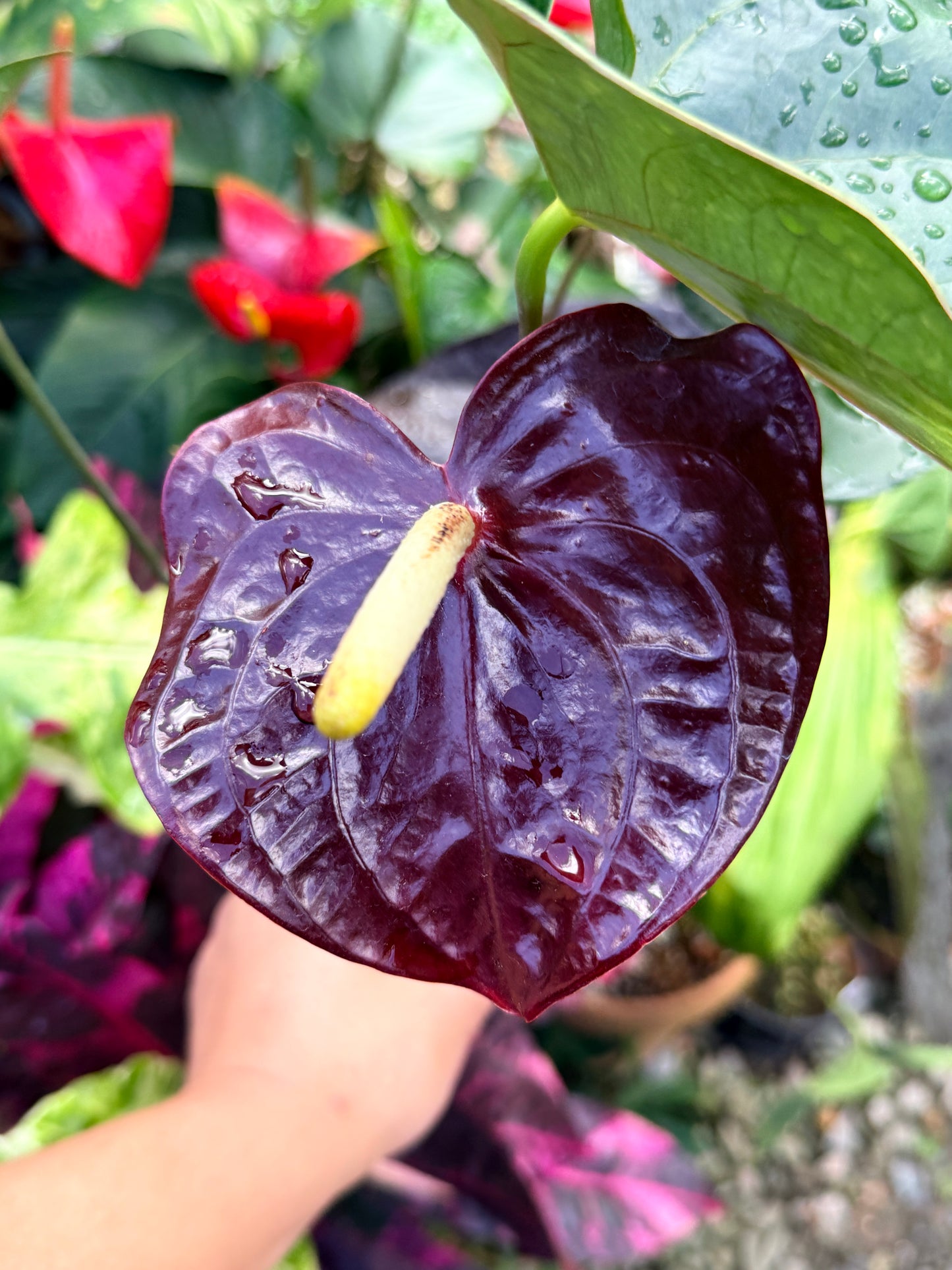 Anthurium 'Giant Chocolate' R36