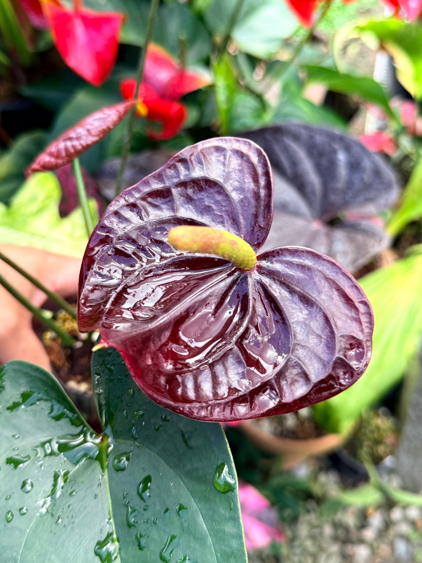 Anthurium 'Giant Chocolate' R36