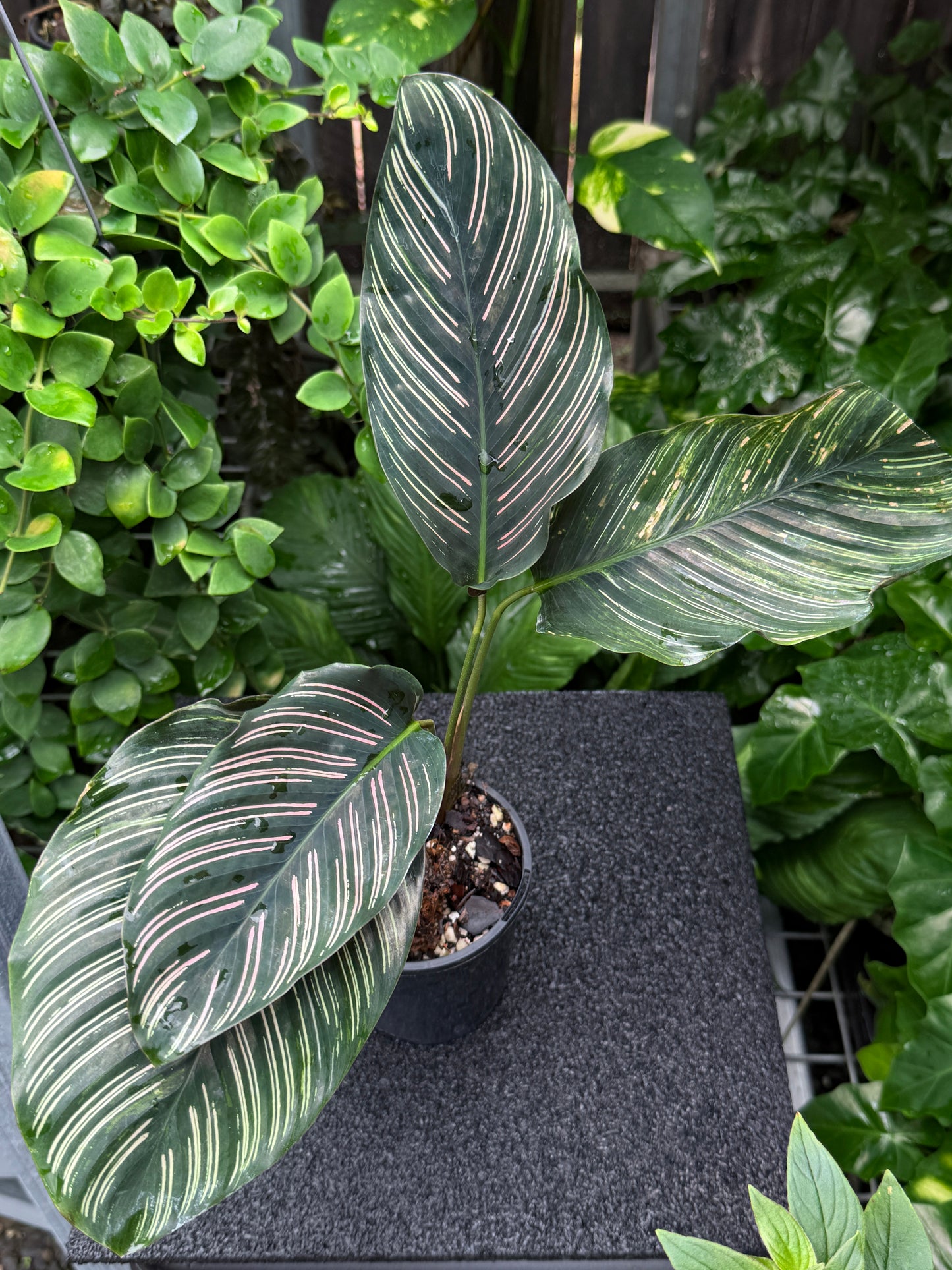 Calathea sanderiana 'Pinstripe Calathea' Variegated K36