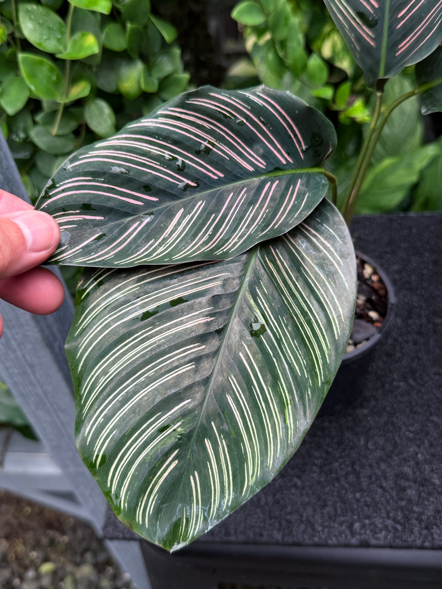 Calathea sanderiana 'Pinstripe Calathea' Variegated K36