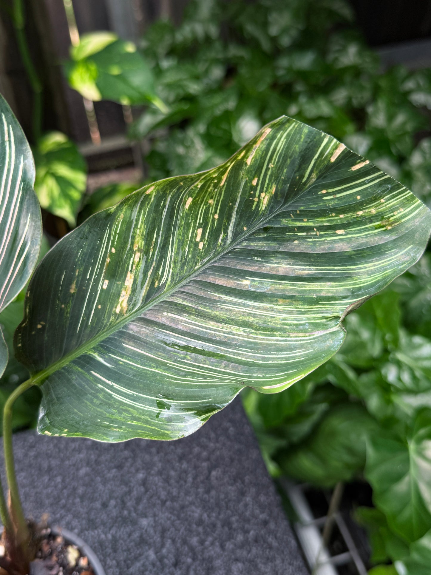Calathea sanderiana 'Pinstripe Calathea' Variegated K36