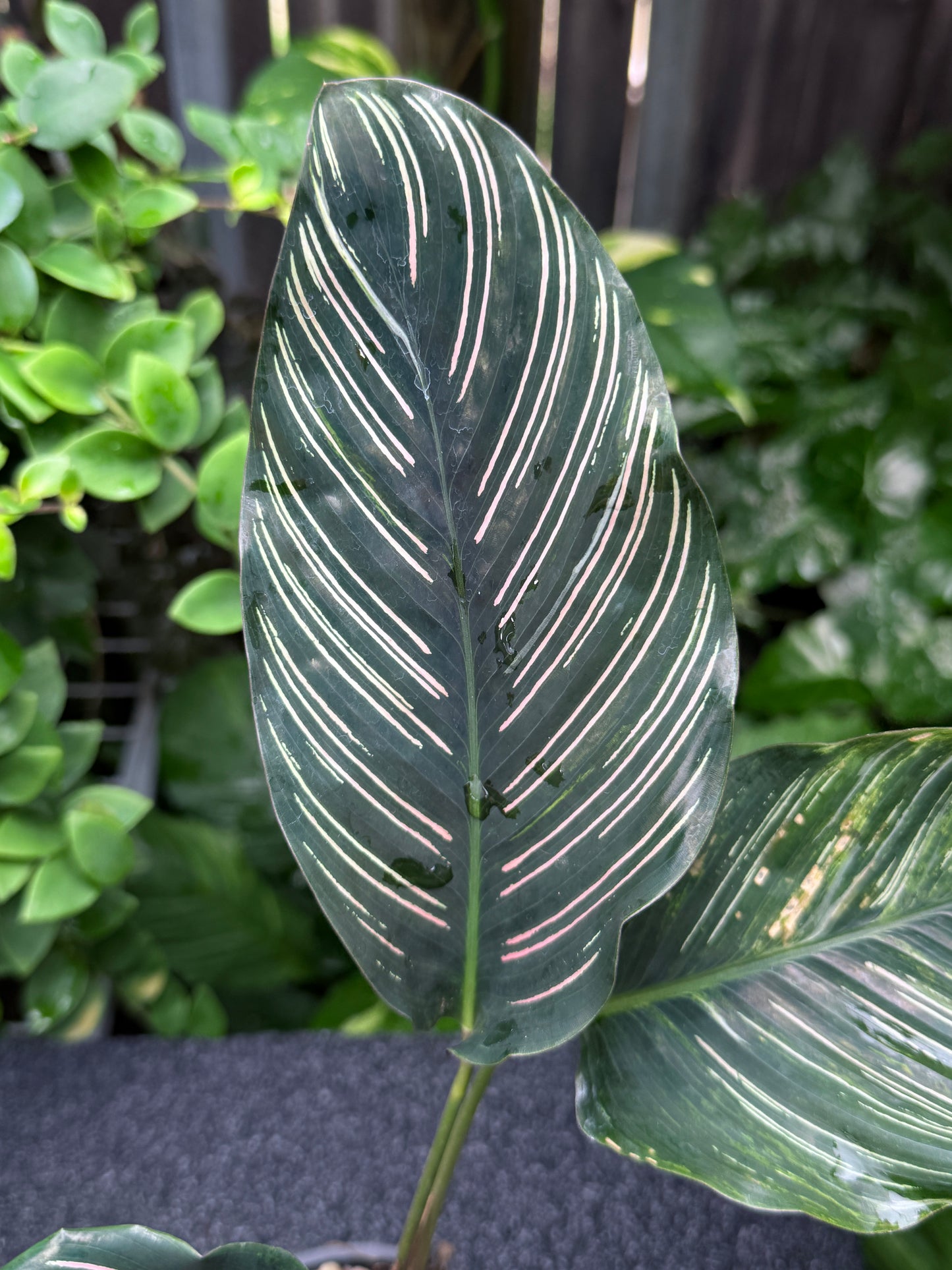 Calathea sanderiana 'Pinstripe Calathea' Variegated K36