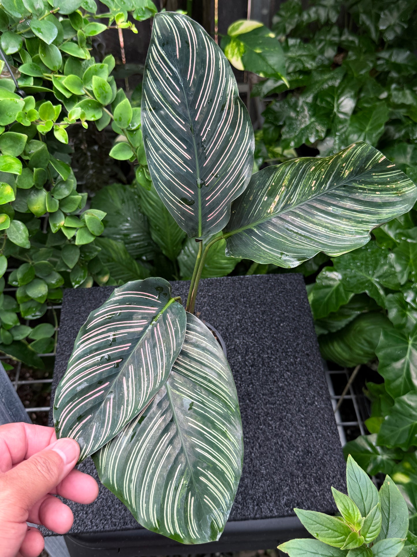 Calathea sanderiana 'Pinstripe Calathea' Variegated K36