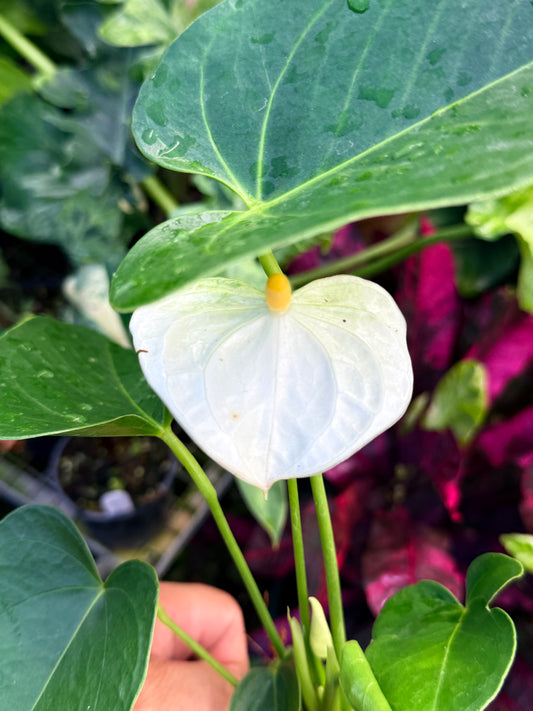 Anthurium 'Chill' R38