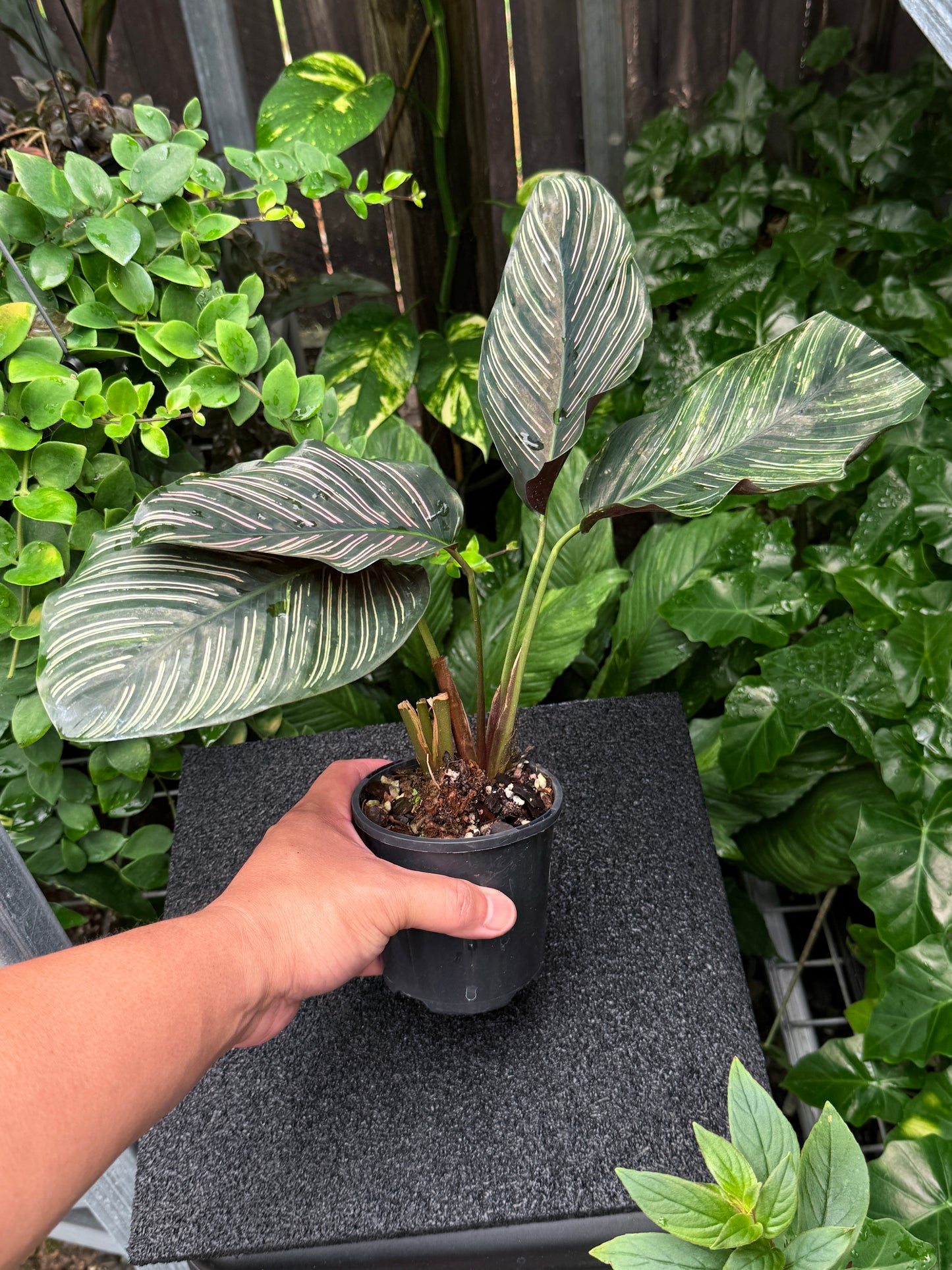 Calathea sanderiana 'Pinstripe Calathea' Variegated K36
