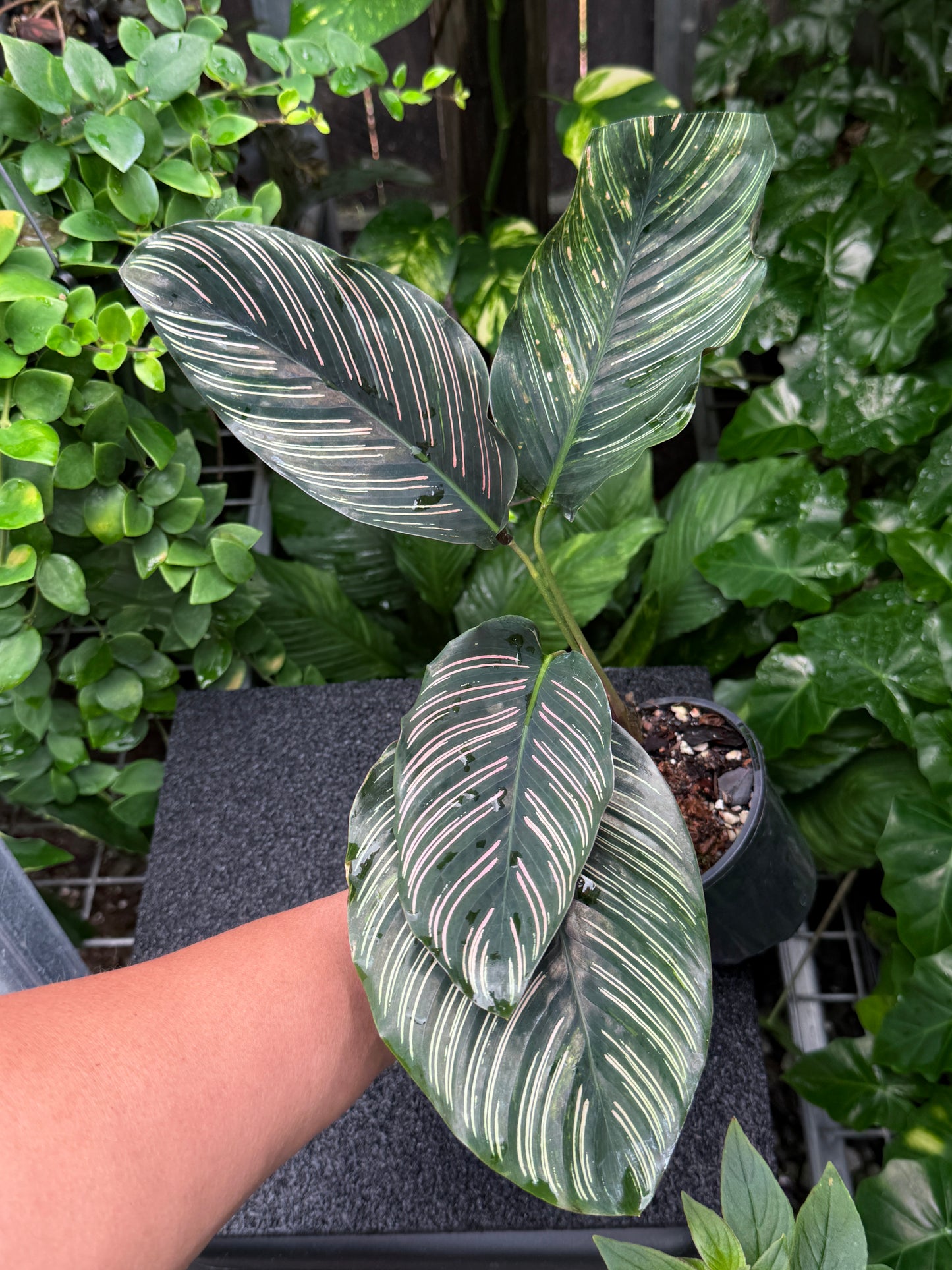 Calathea sanderiana 'Pinstripe Calathea' Variegated K36