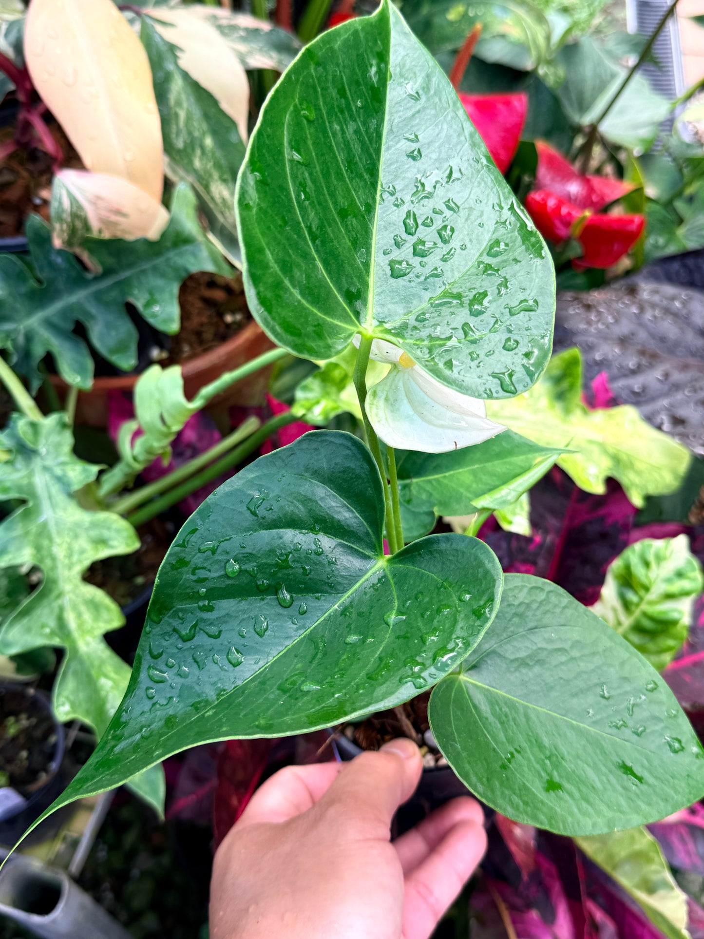 Anthurium 'Chill' R38