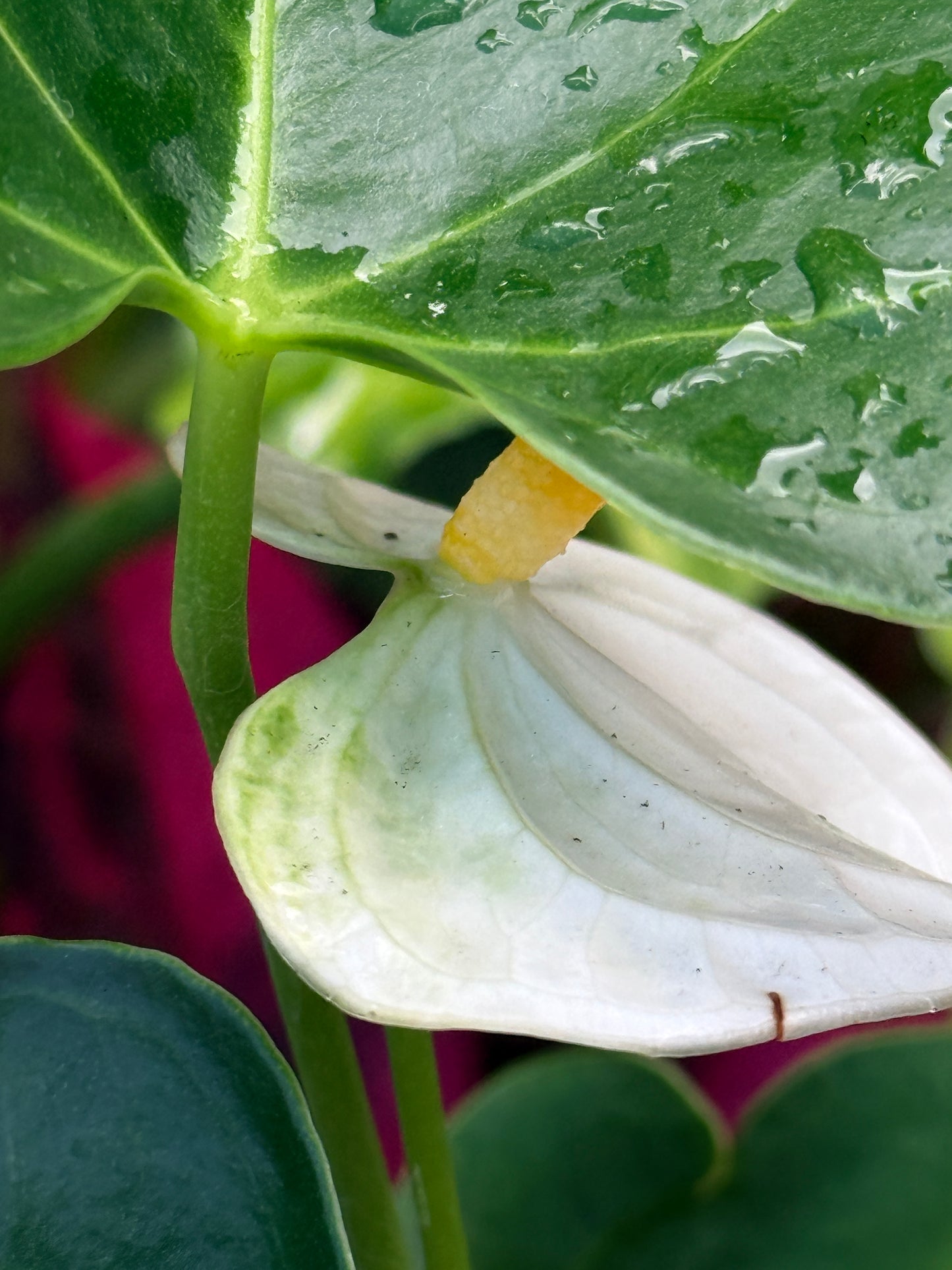 Anthurium 'Chill' R38