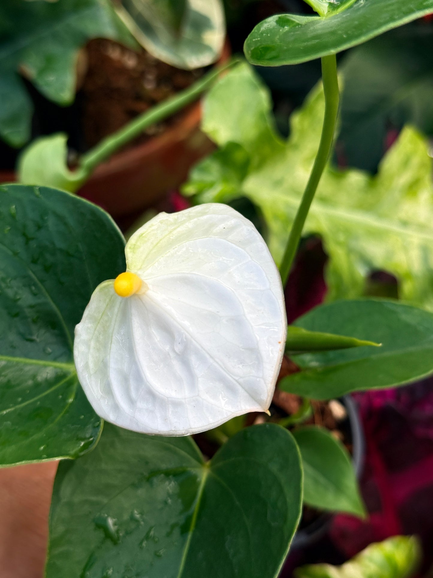 Anthurium 'Chill' R37