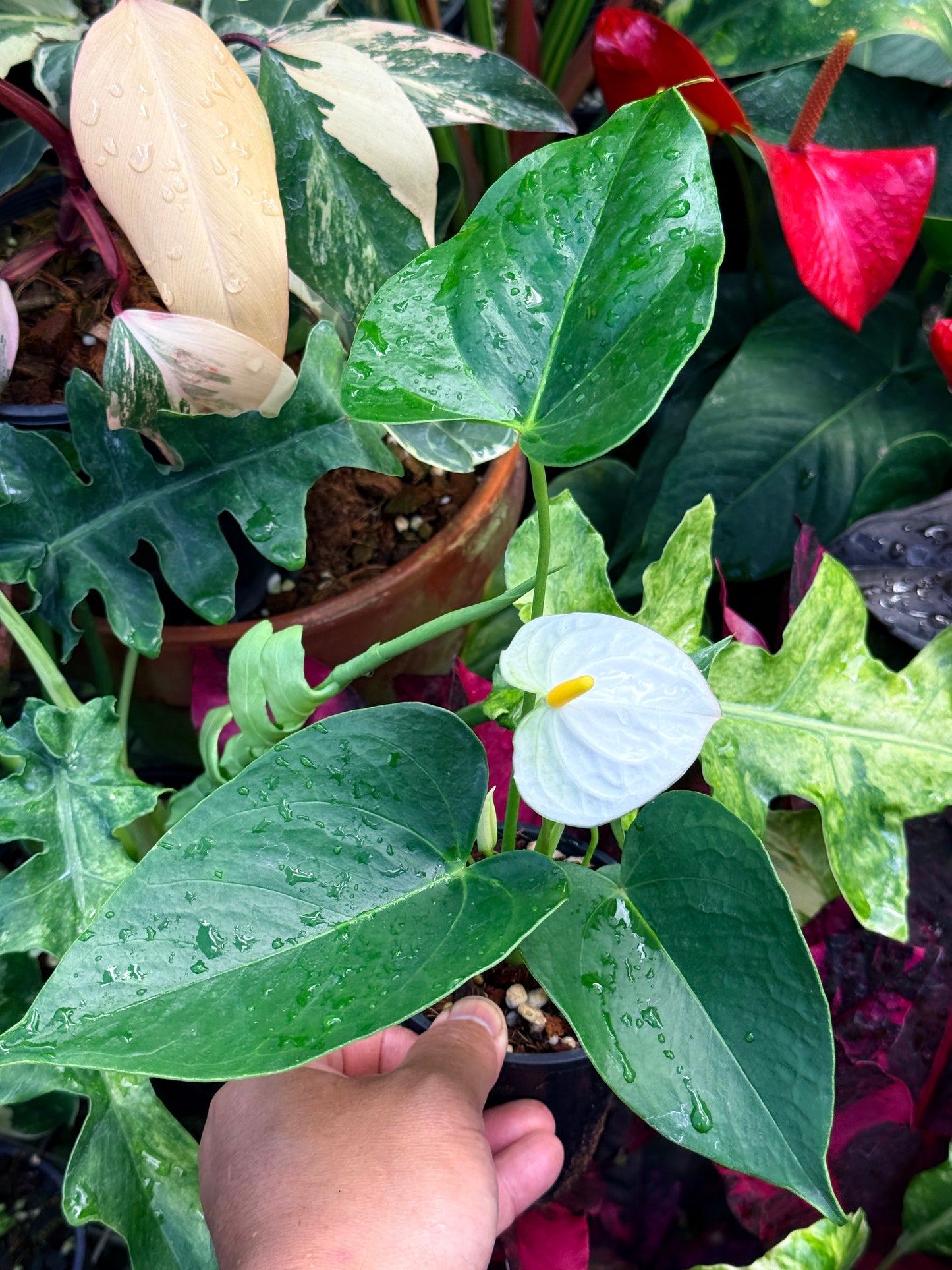 Anthurium 'Chill' R37
