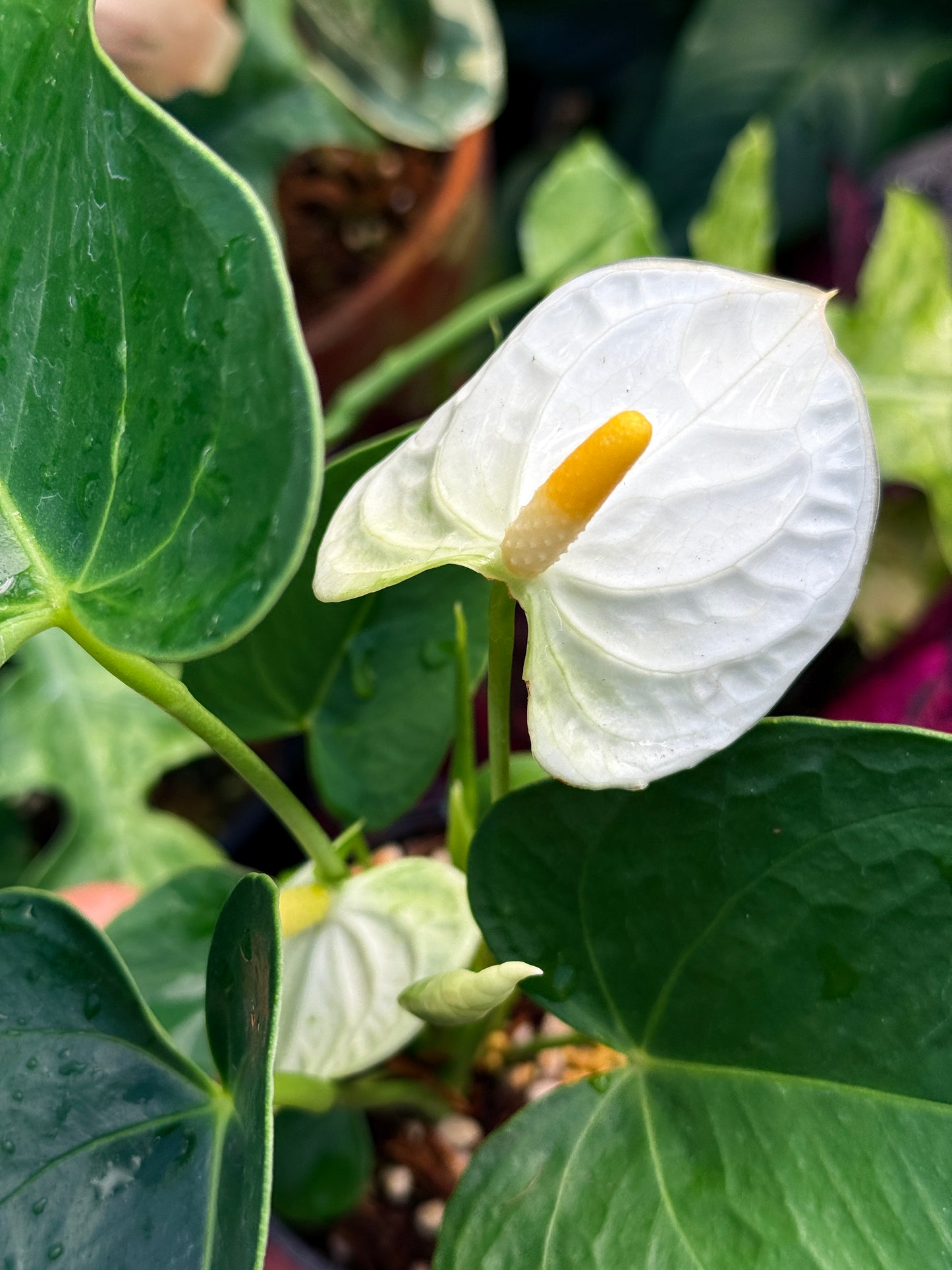 Anthurium 'Chill' R40
