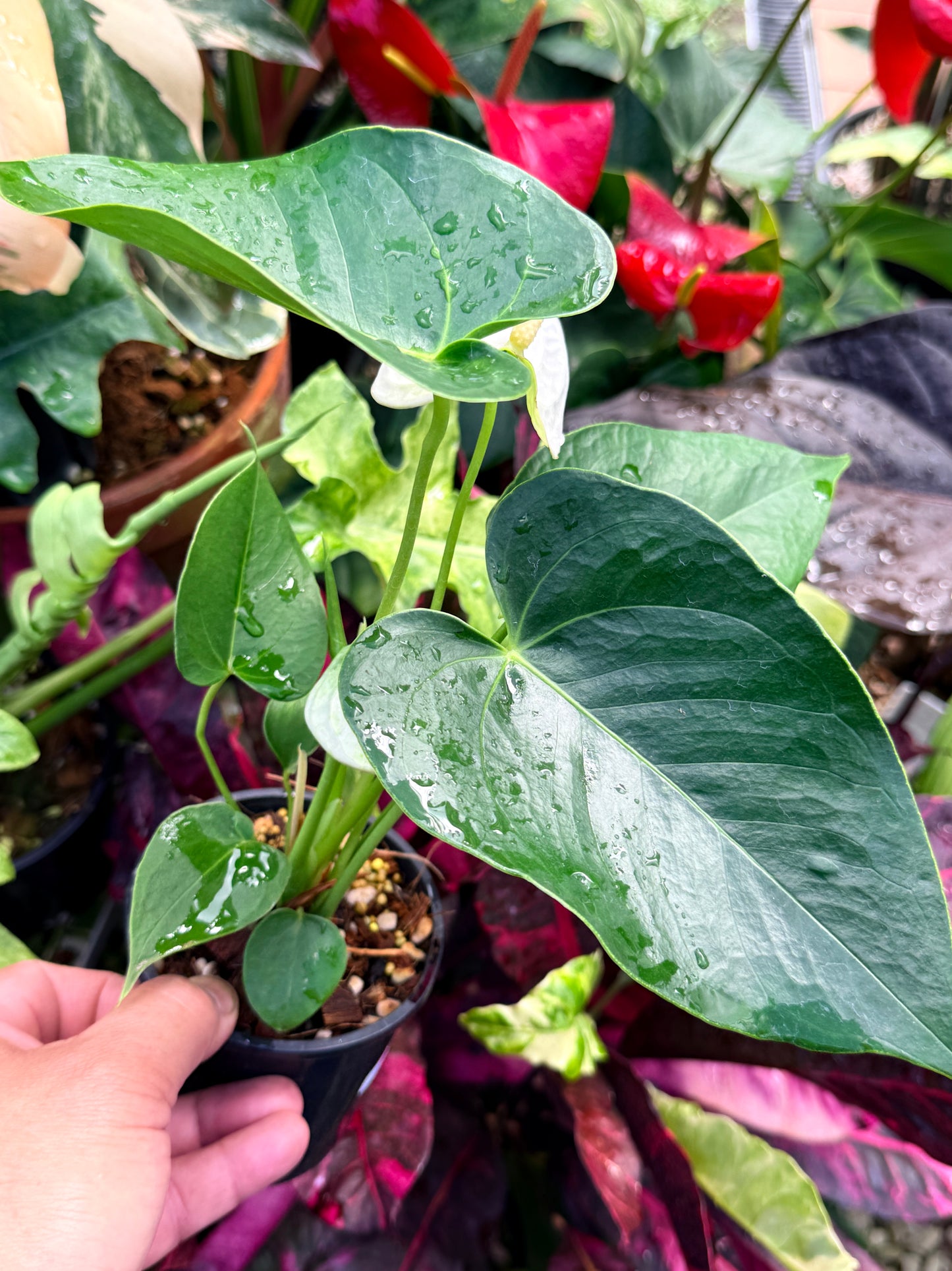 Anthurium 'Chill' R40