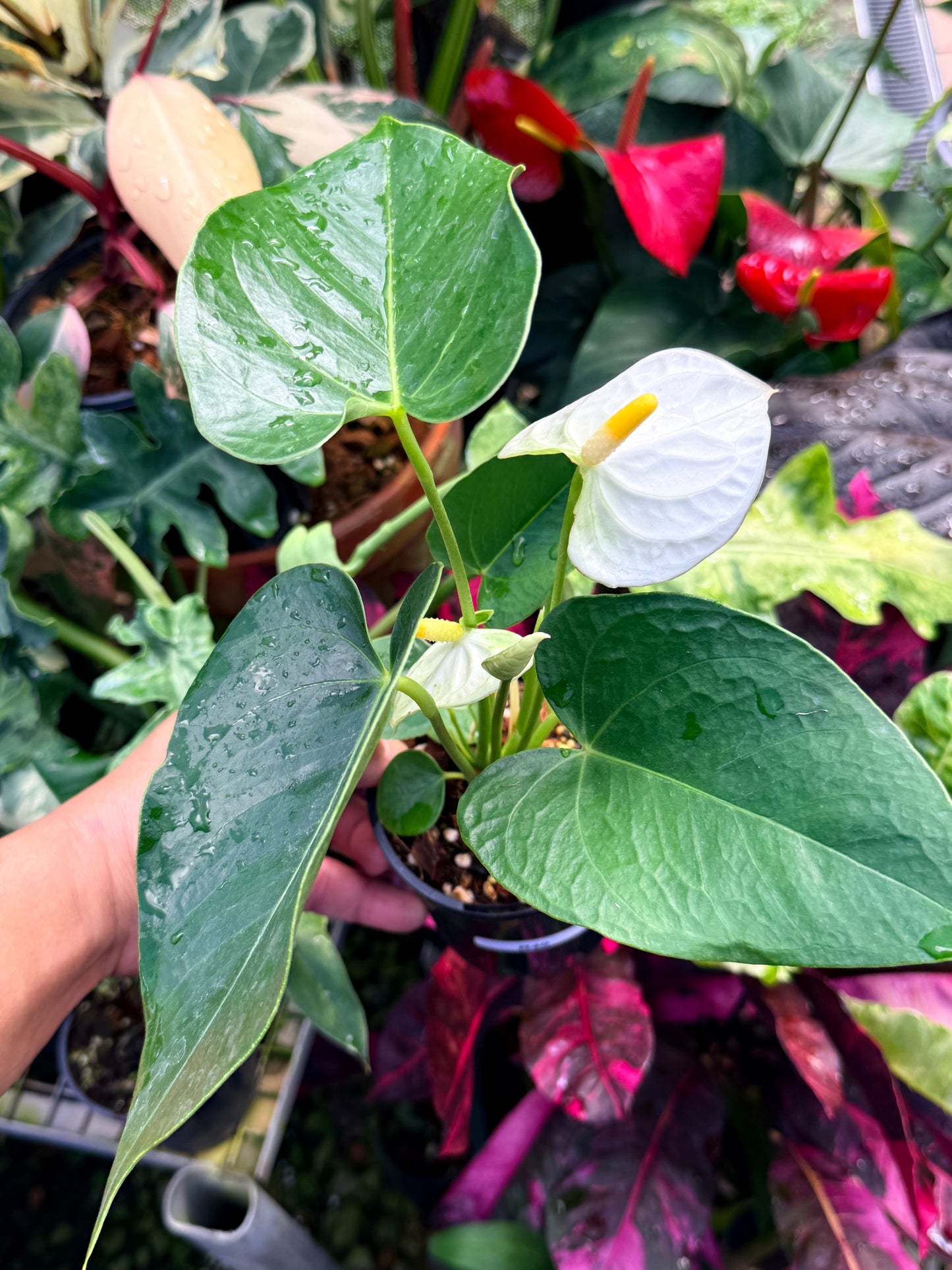 Anthurium 'Chill' R40