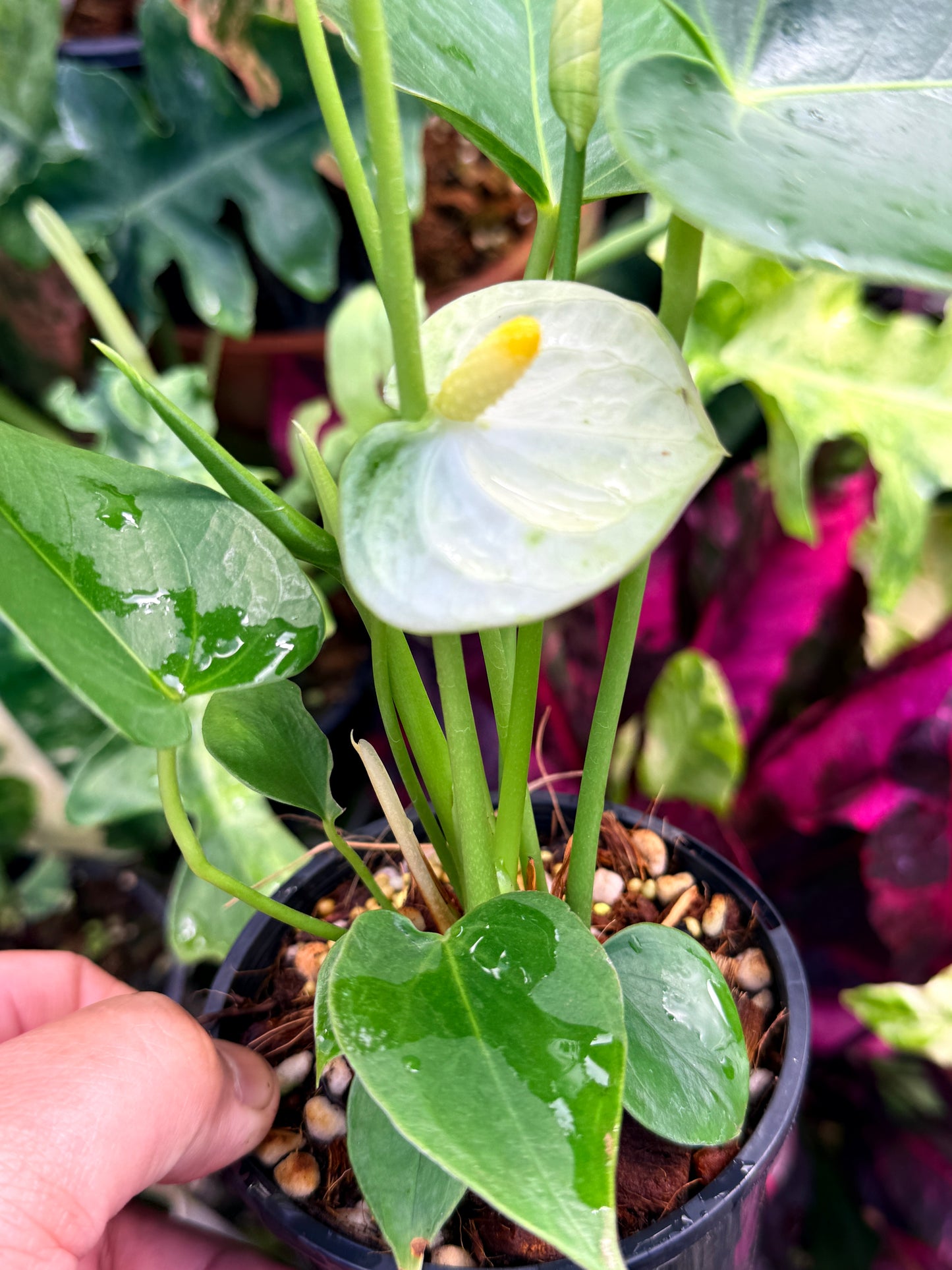 Anthurium 'Chill' R40