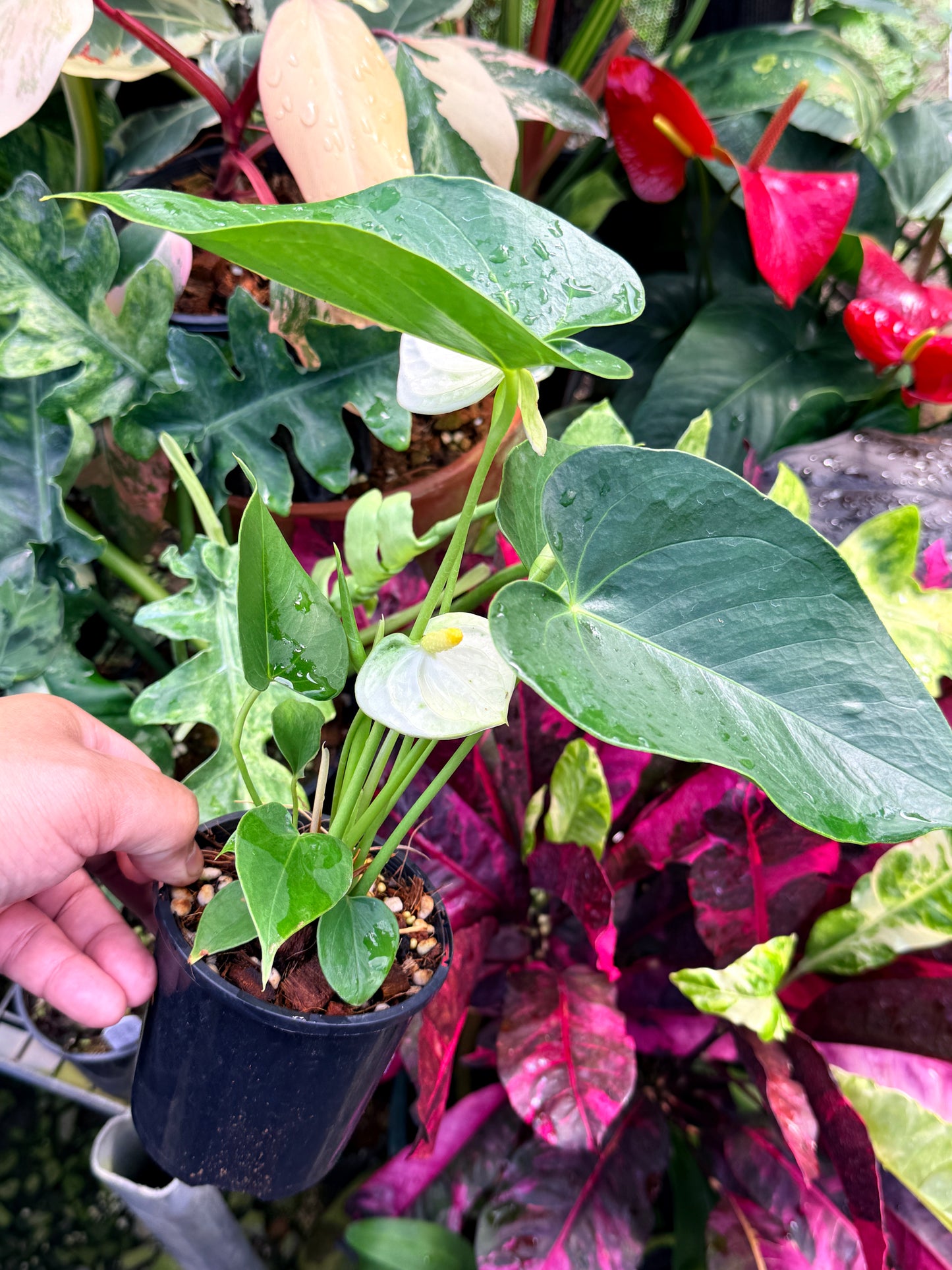 Anthurium 'Chill' R40