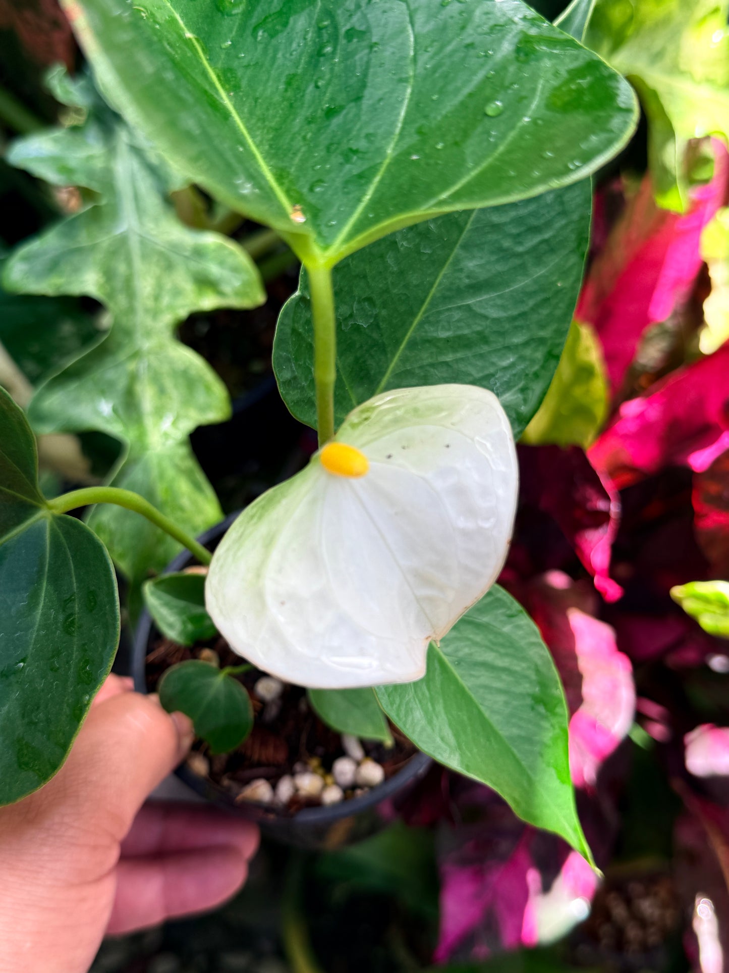 Anthurium 'Chill' R39