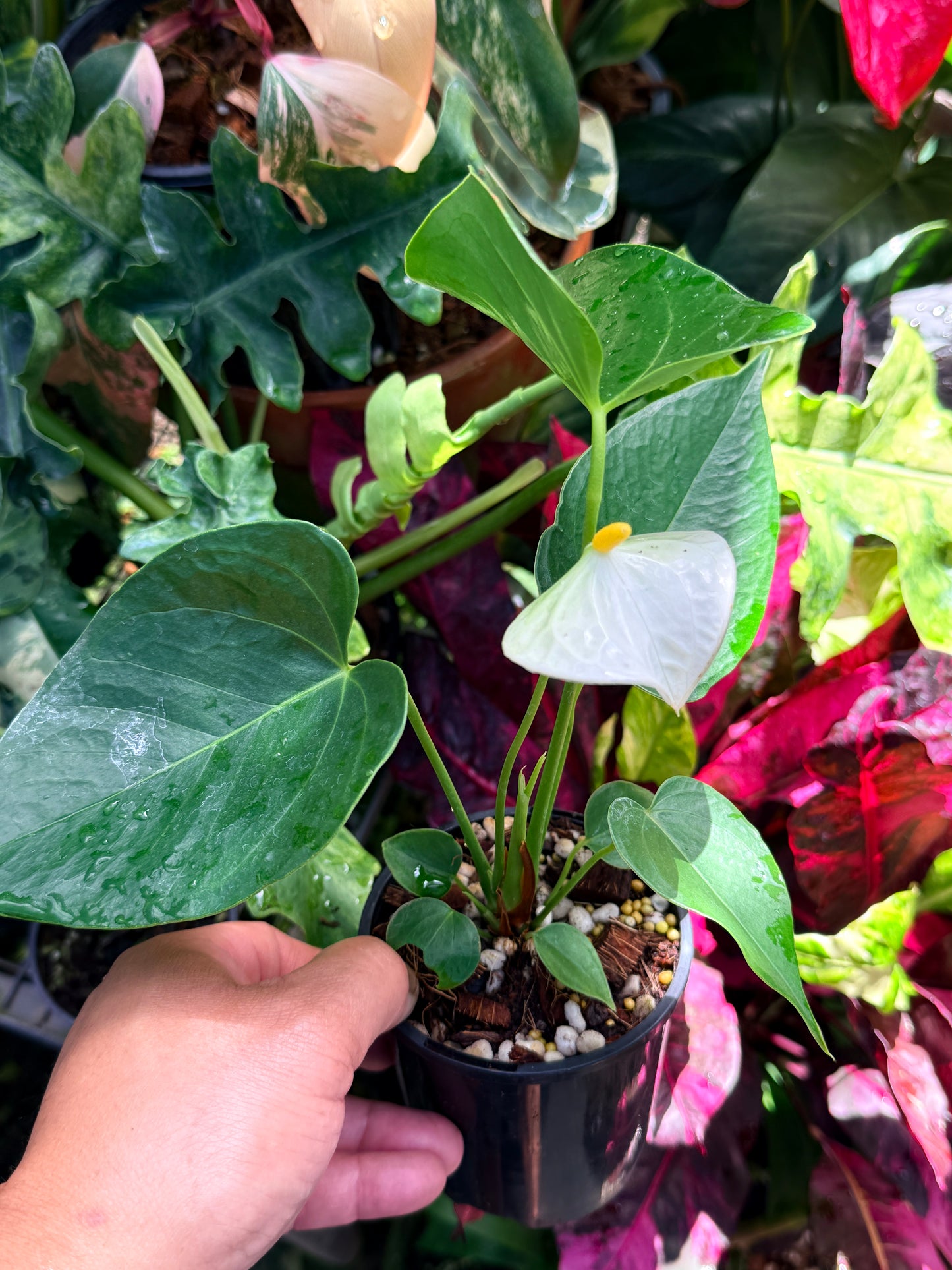Anthurium 'Chill' R39
