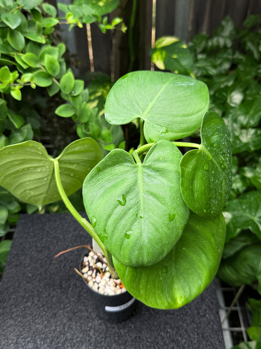 Philodendron 'Grazielae' K32